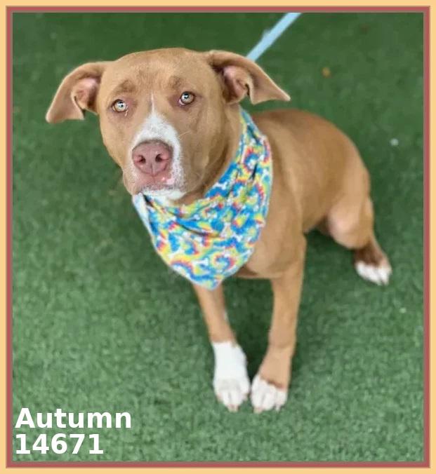 Enlarge AUTUMN, a Adoptable mixed breed in Marietta, GA image 1/3