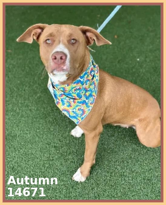 Enlarge AUTUMN, a Adoptable mixed breed in Marietta, GA image 2/3