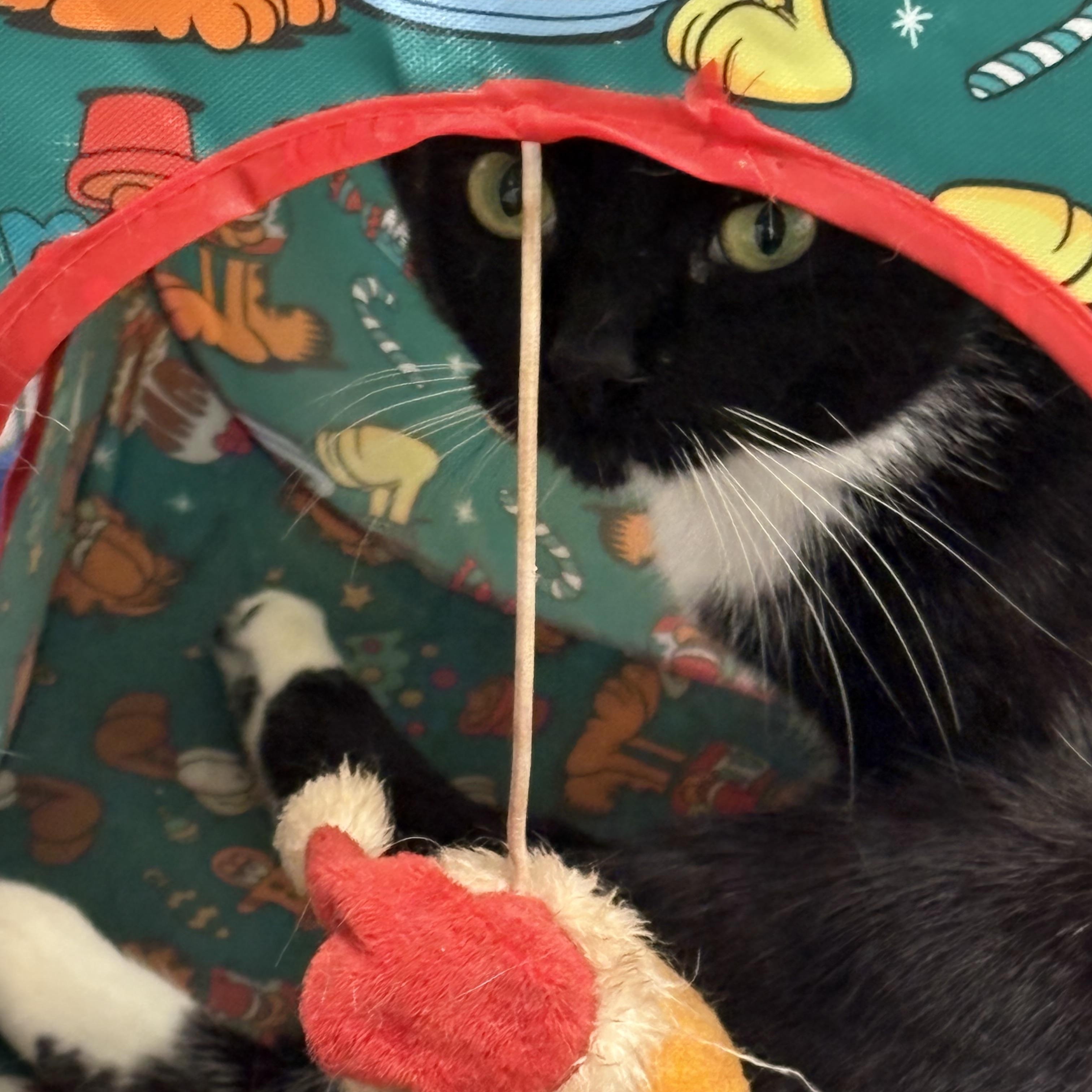 Enlarge Roxy, a ADOPTABLE Domestic Short Hair in Beaufort, SC image 2/4