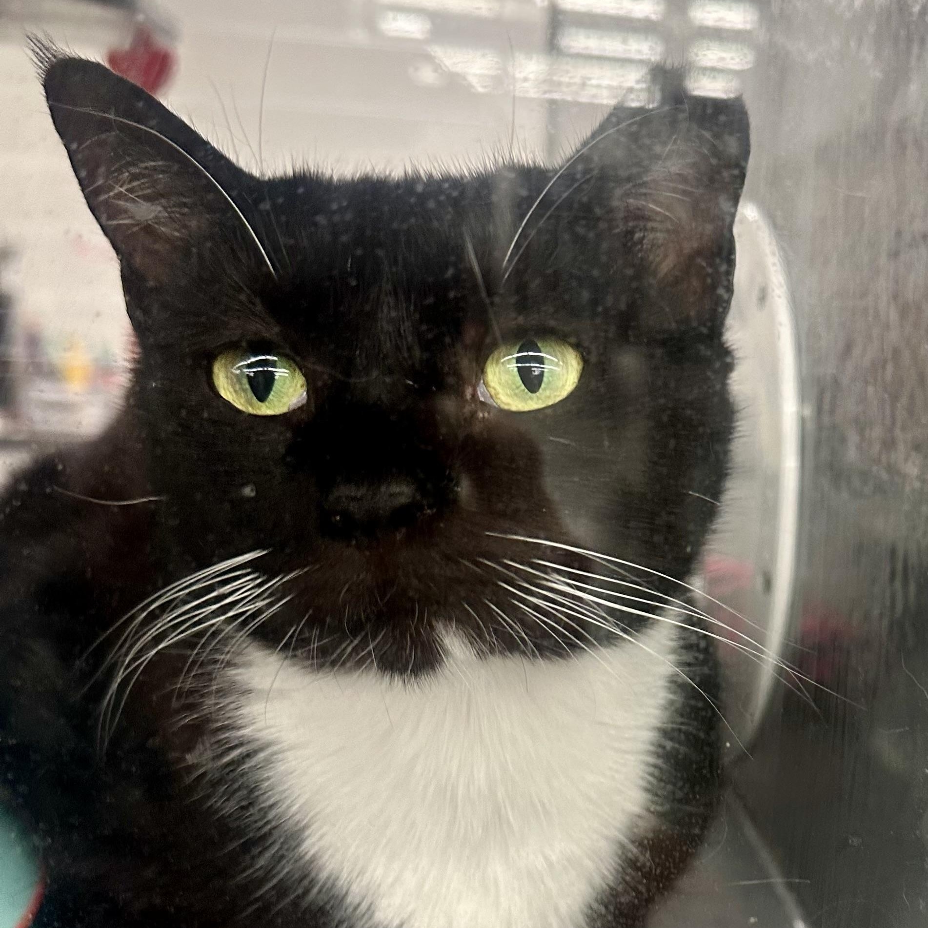 Enlarge Roxy, an adopted Domestic Short Hair in Beaufort, SC image 3/6