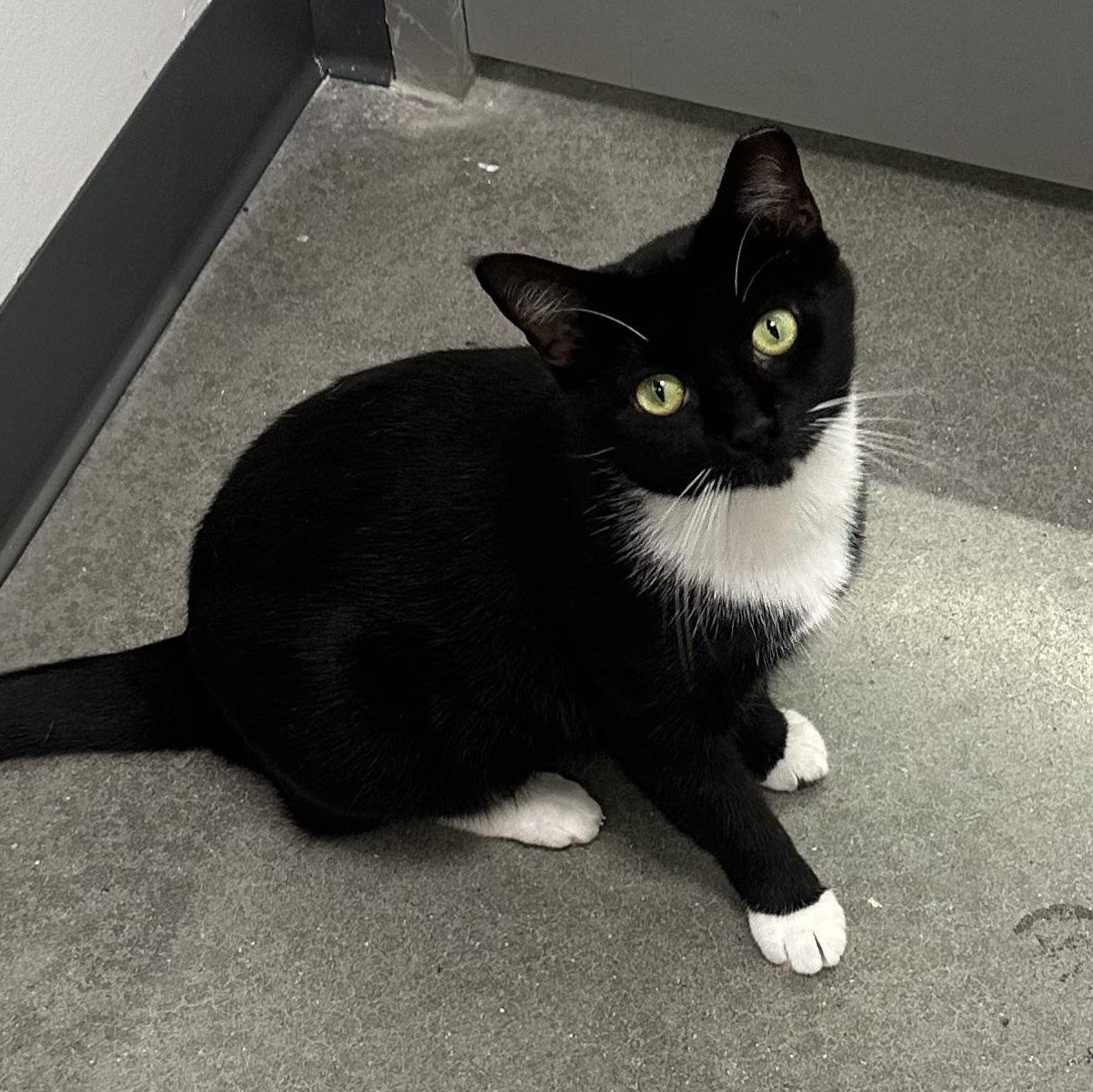 Enlarge Roxy, an adopted Domestic Short Hair in Beaufort, SC image 4/6