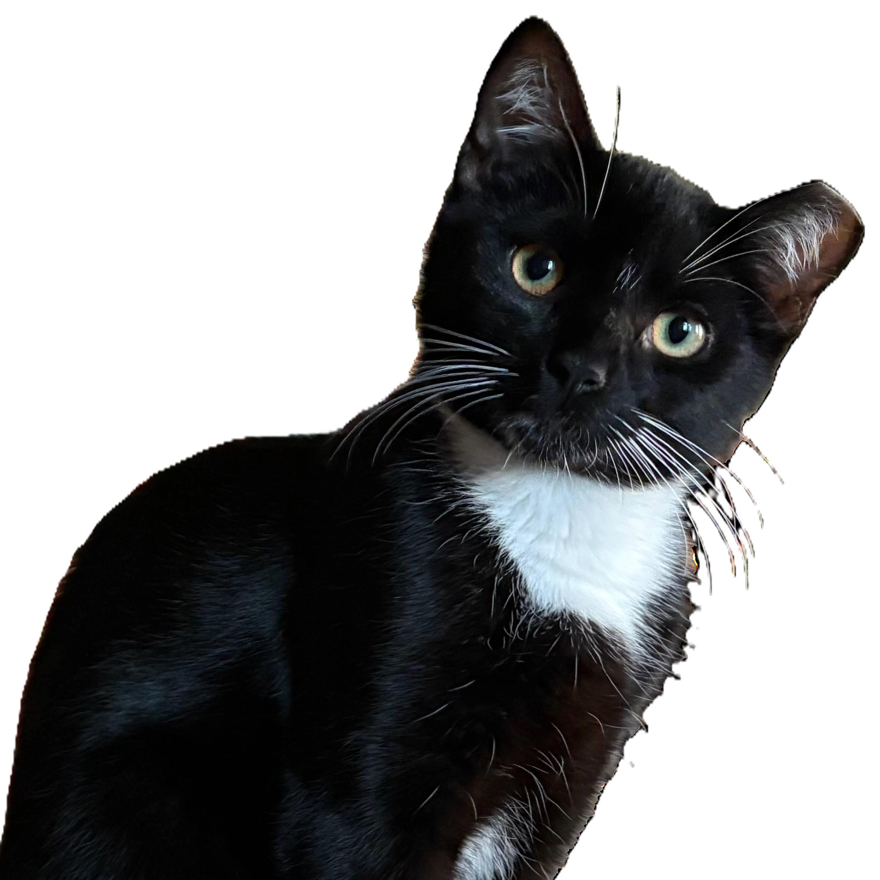 Enlarge Roxy, a ADOPTABLE Domestic Short Hair in Beaufort, SC image 2/5