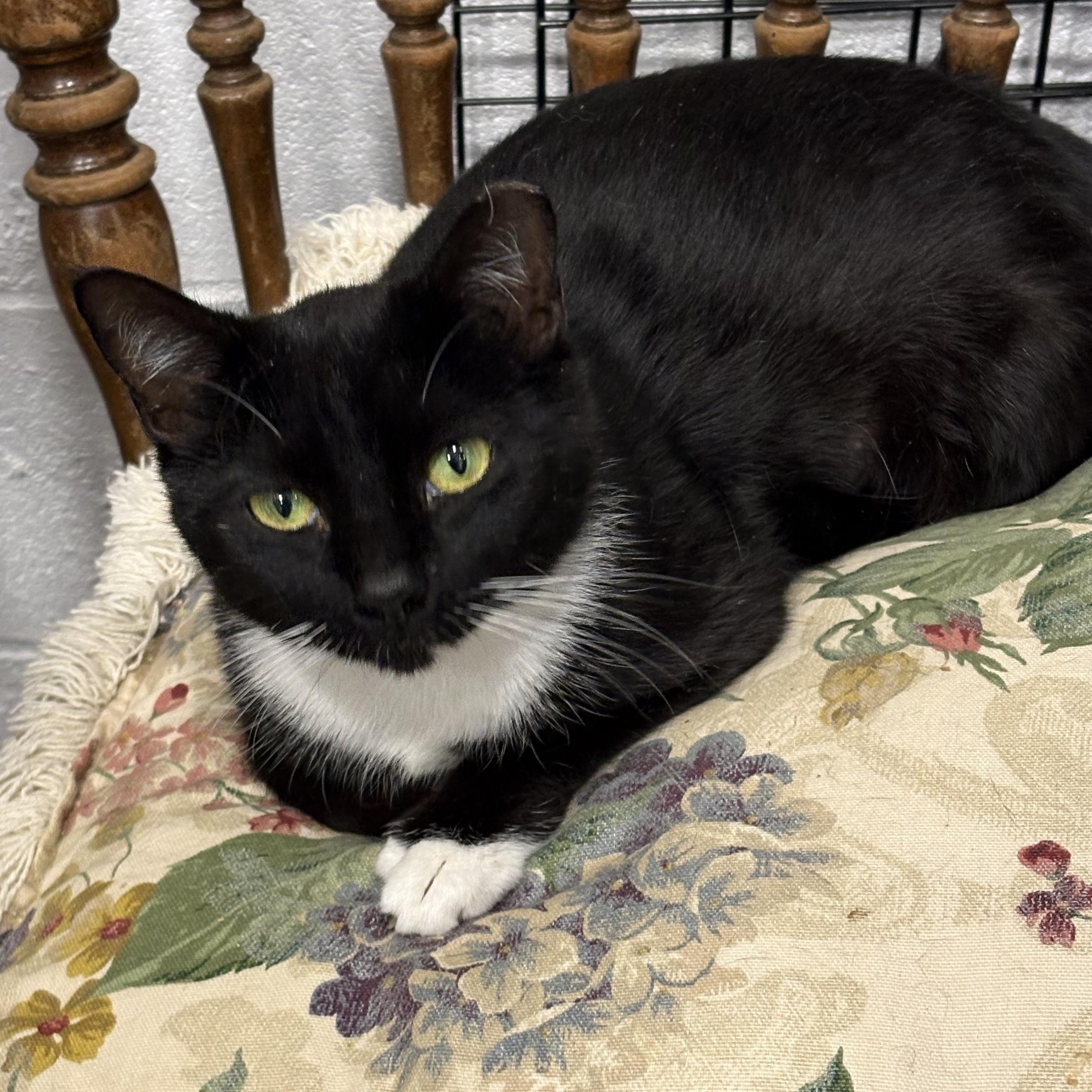 Enlarge Roxy, a ADOPTABLE Domestic Short Hair in Beaufort, SC image 3/4