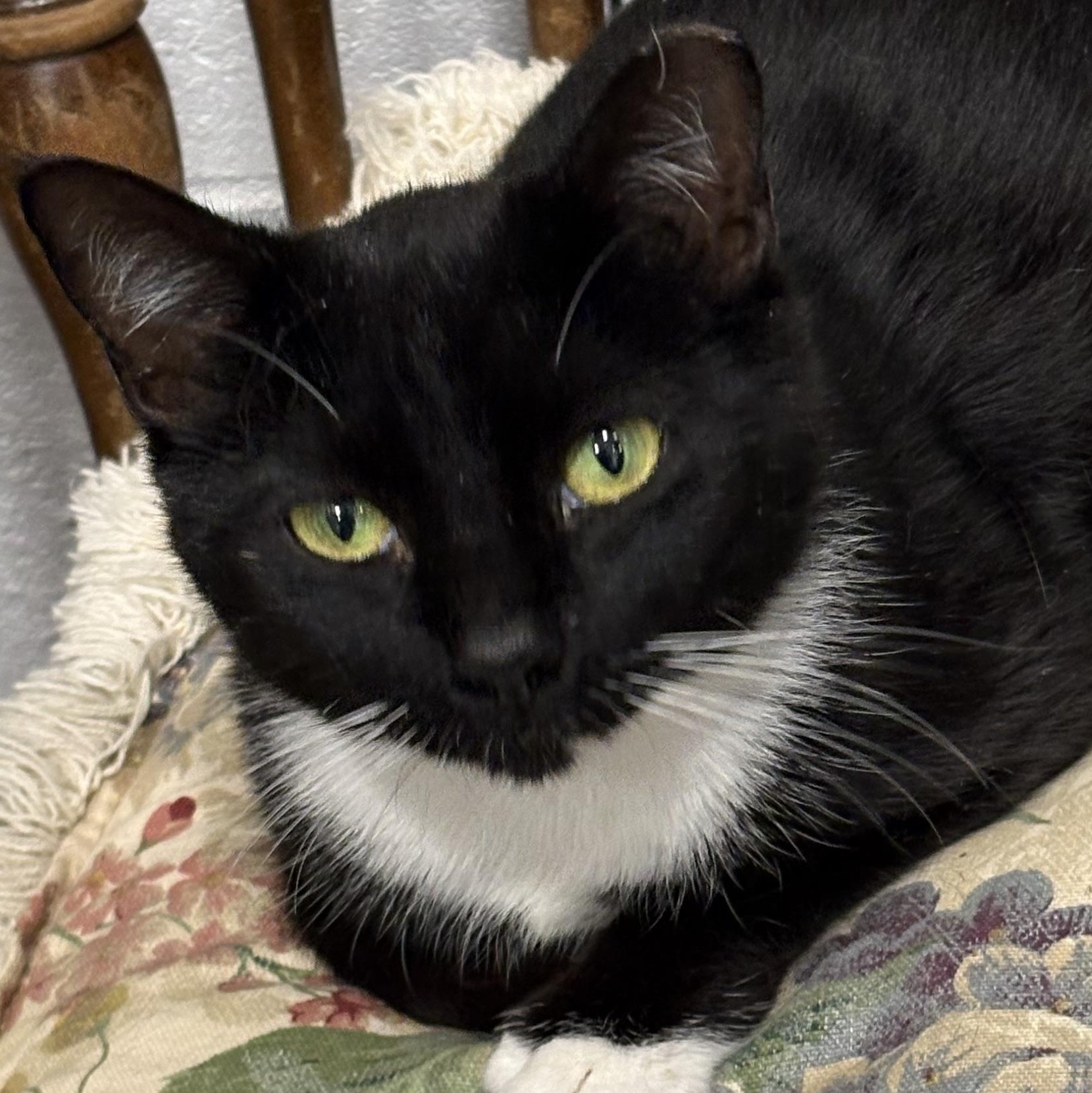 Enlarge Roxy, a ADOPTABLE Domestic Short Hair in Beaufort, SC image 1/4