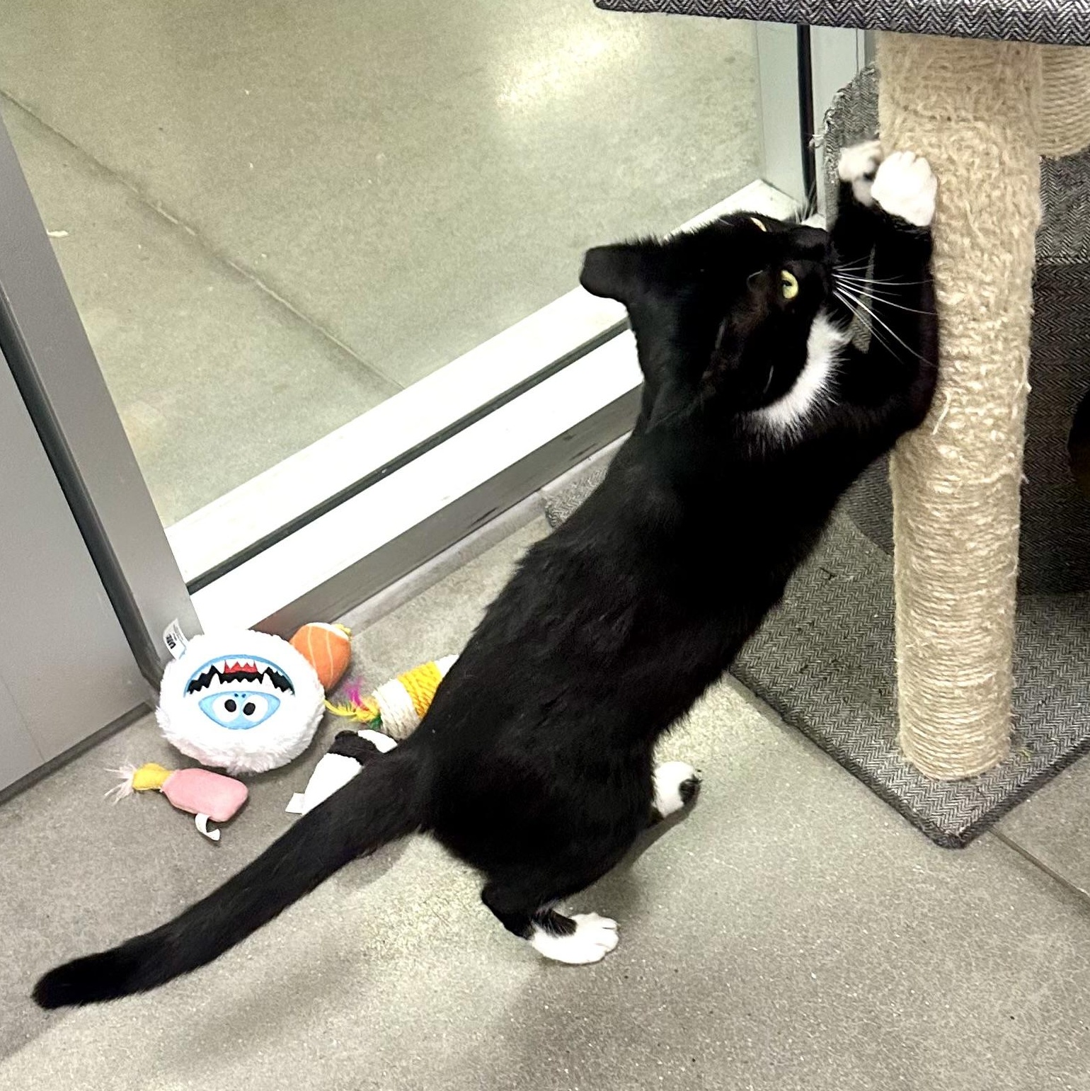 Enlarge Roxy, an adopted Domestic Short Hair in Beaufort, SC image 5/6