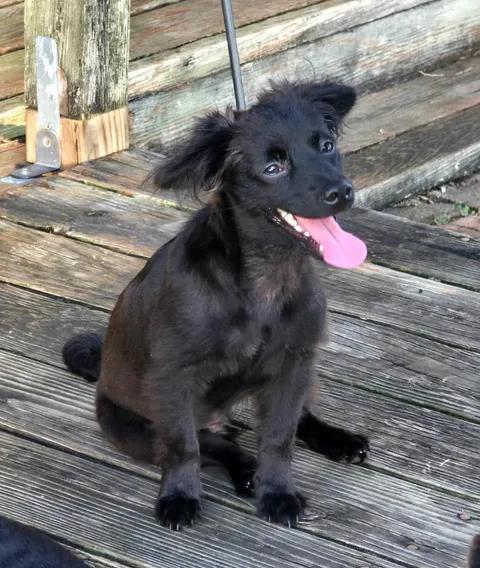 Radar, an adopted mixed breed in Port Lavaca, TX image 3/6