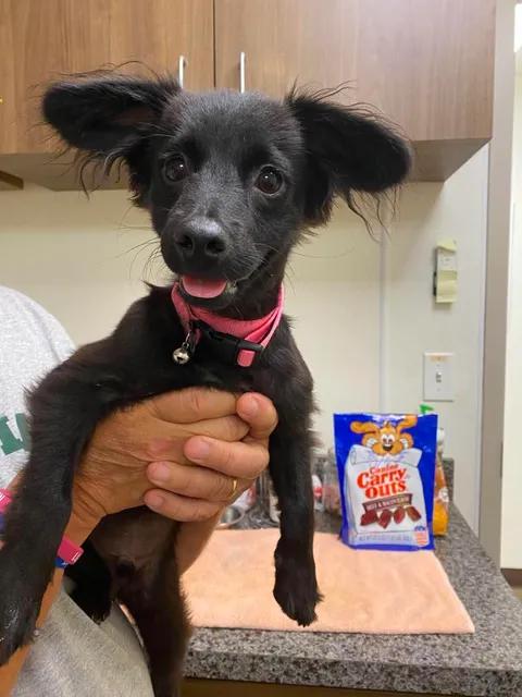 Radar, an adopted mixed breed in Port Lavaca, TX image 2/6