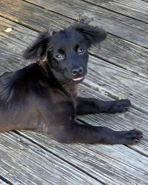 Radar, an adopted mixed breed in Port Lavaca, TX image 4/6