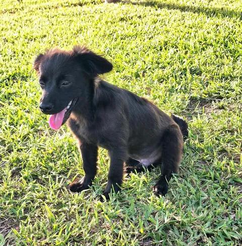 Radar, an adopted mixed breed in Port Lavaca, TX image 6/6