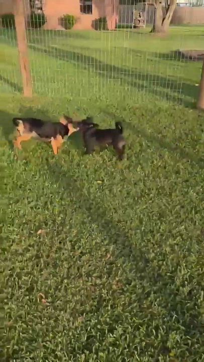 Enlarge Radar, an adopted mixed breed in Port Lavaca, TX video 5/6