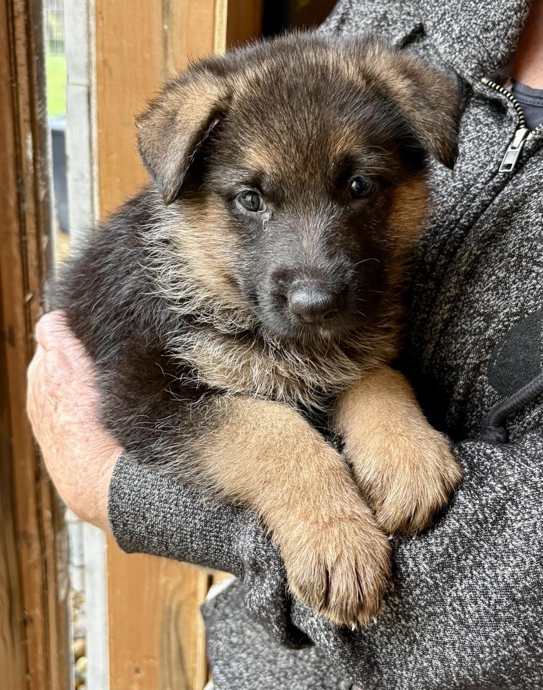 Enlarge Puppy Hannah, a Adoptable German Shepherd Dog in Fulton, CA image 1/1