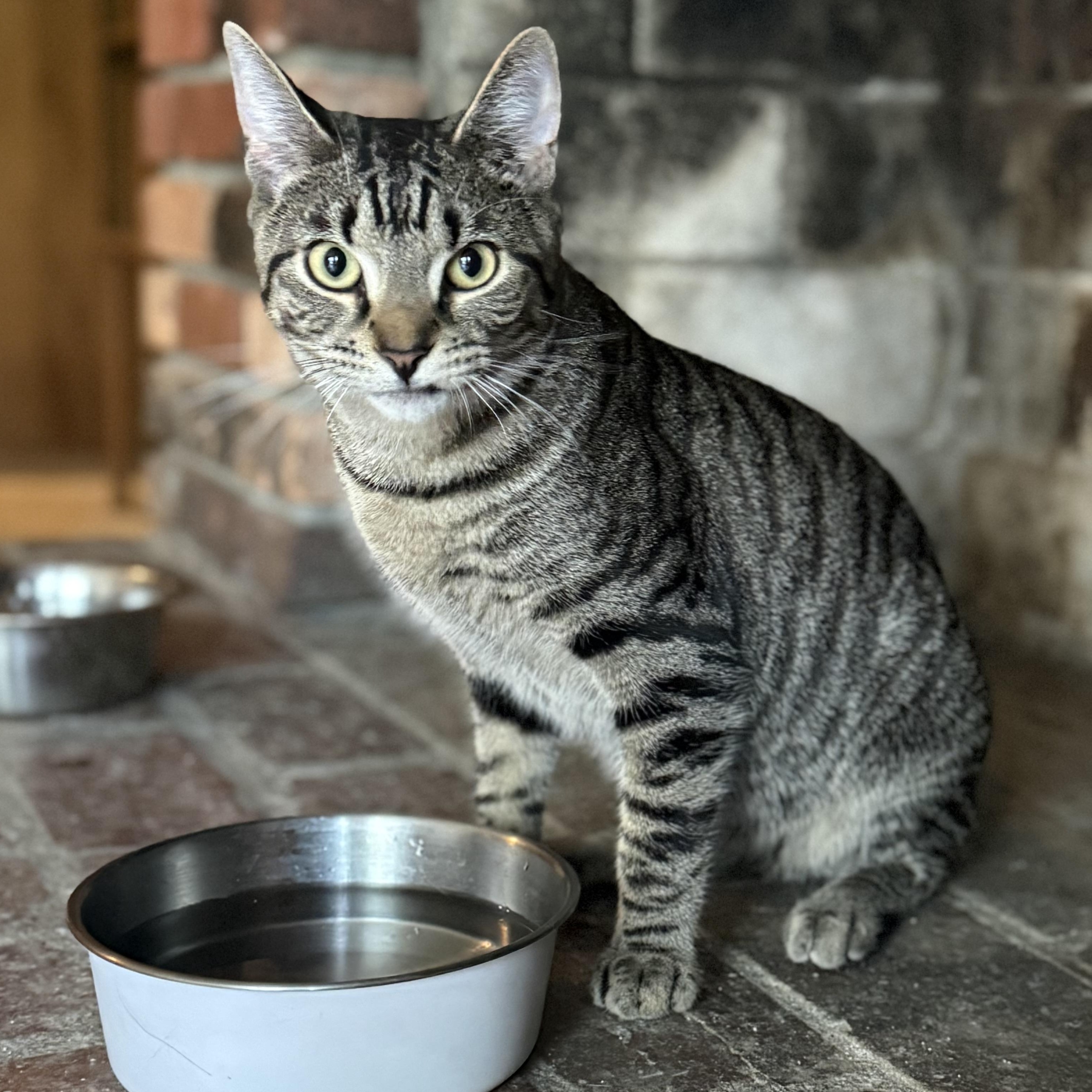 Enlarge Vegas, a Adoptable Domestic Short Hair in Clinton, NC image 1/1
