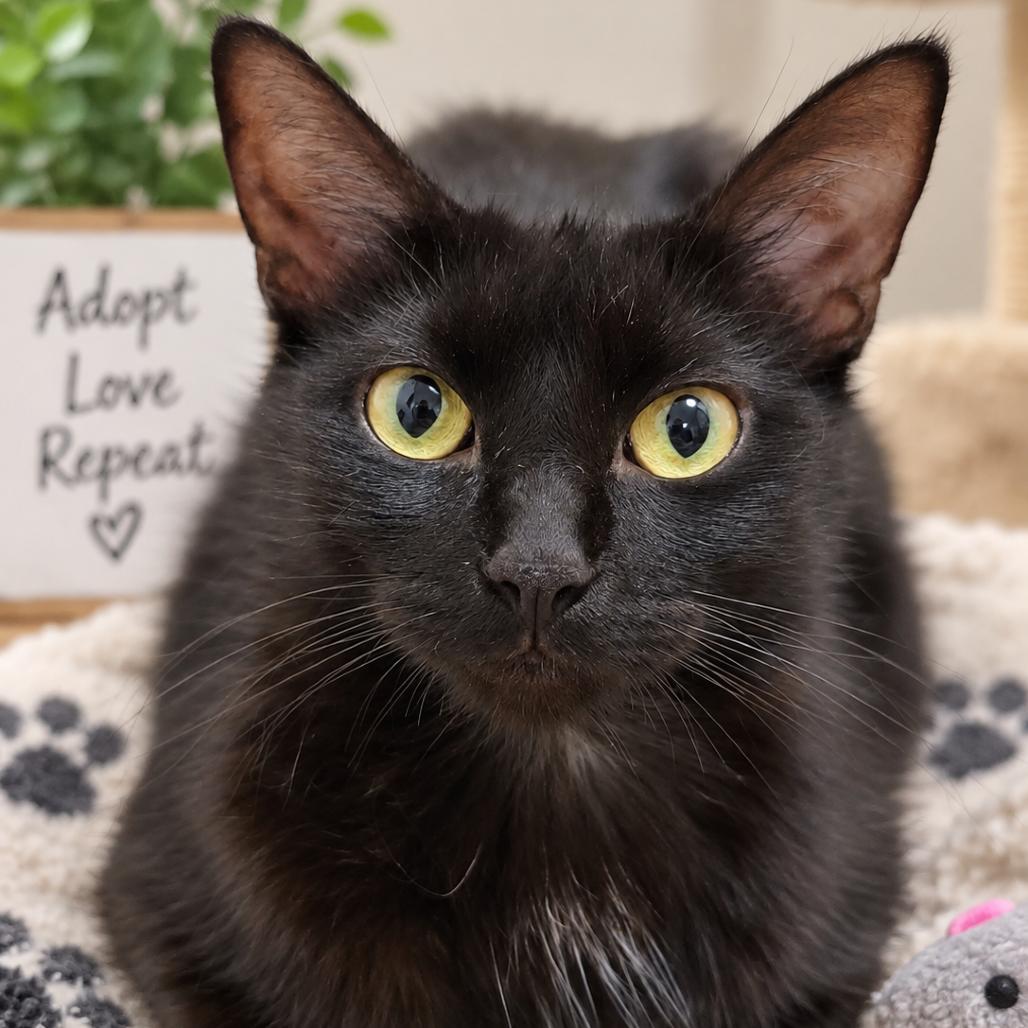 Magnolia, Adoptable, Adult Female Domestic Short Hair.