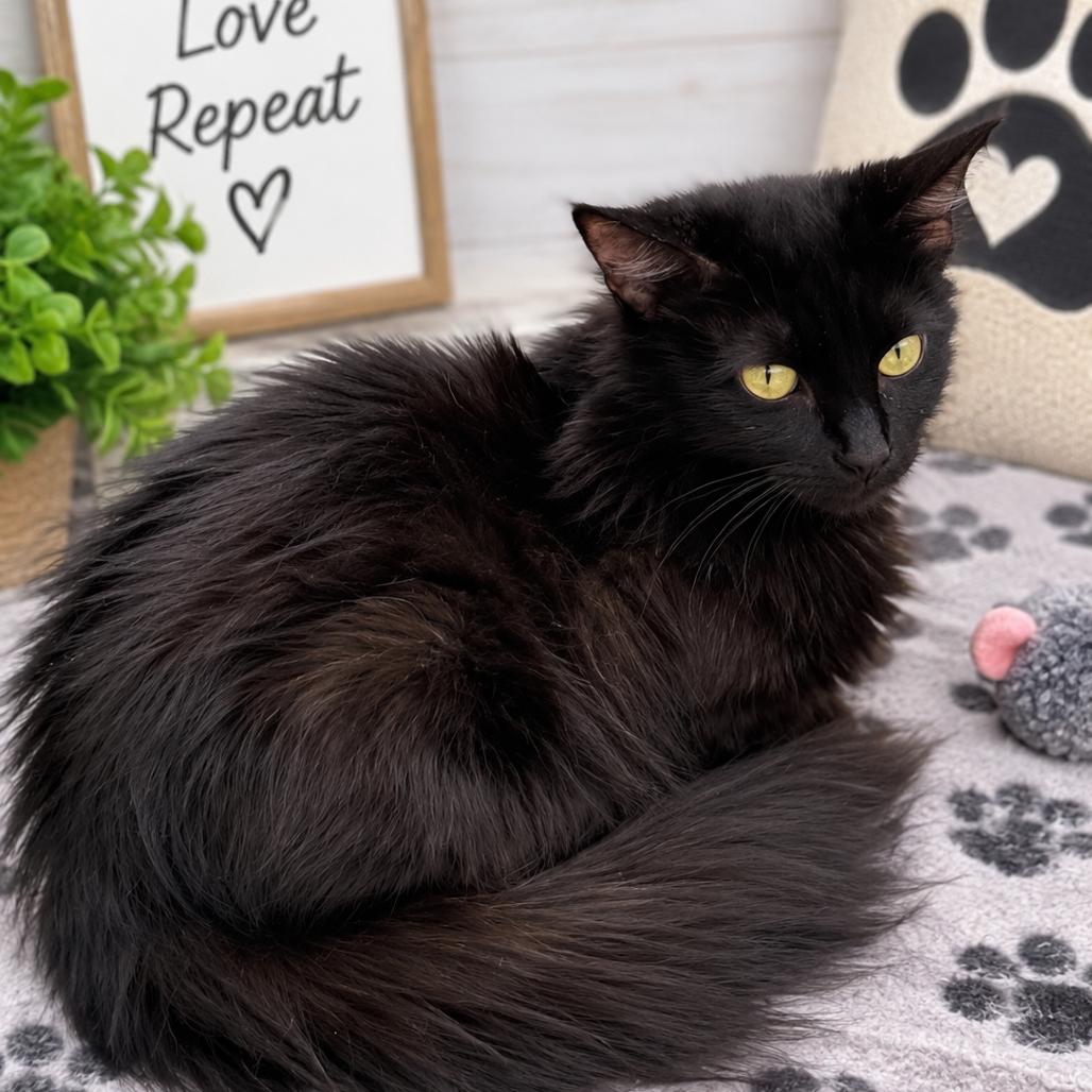 Enlarge Magnolia, a Adoptable Domestic Short Hair in Chillicothe, IL image 2/2