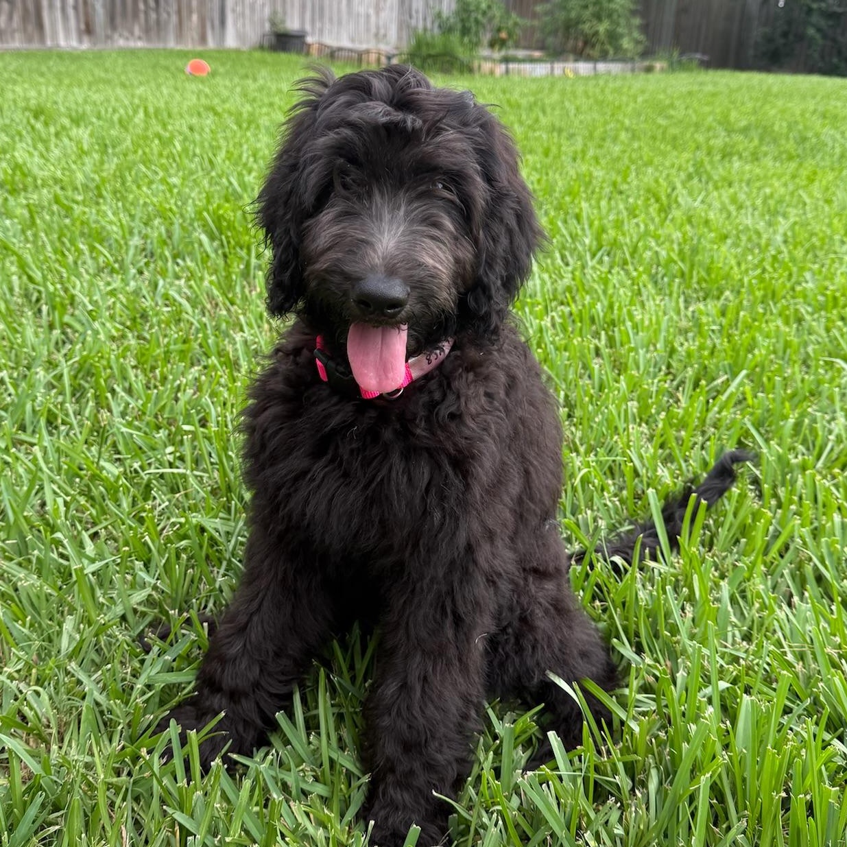 FEMALE GOLDENDOODLE PUPPY FOR ADOPTION  Yelena-TX is a gorgeous black 45 month old female Goldend