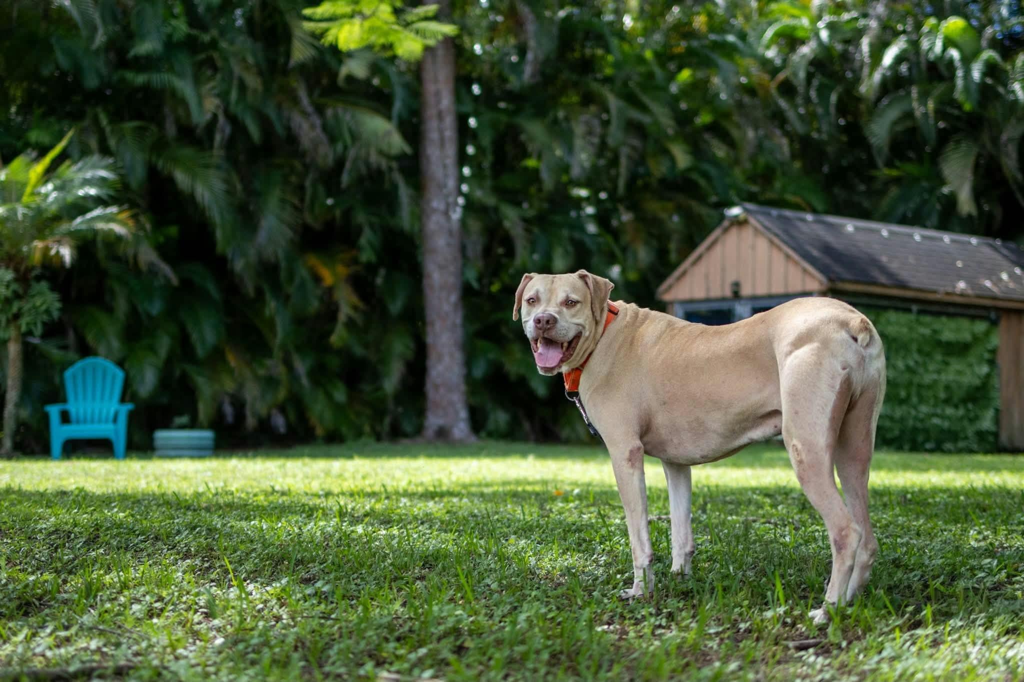 Enlarge Ranger, a Adoptable mixed breed in Lake Worth, FL image 3/6