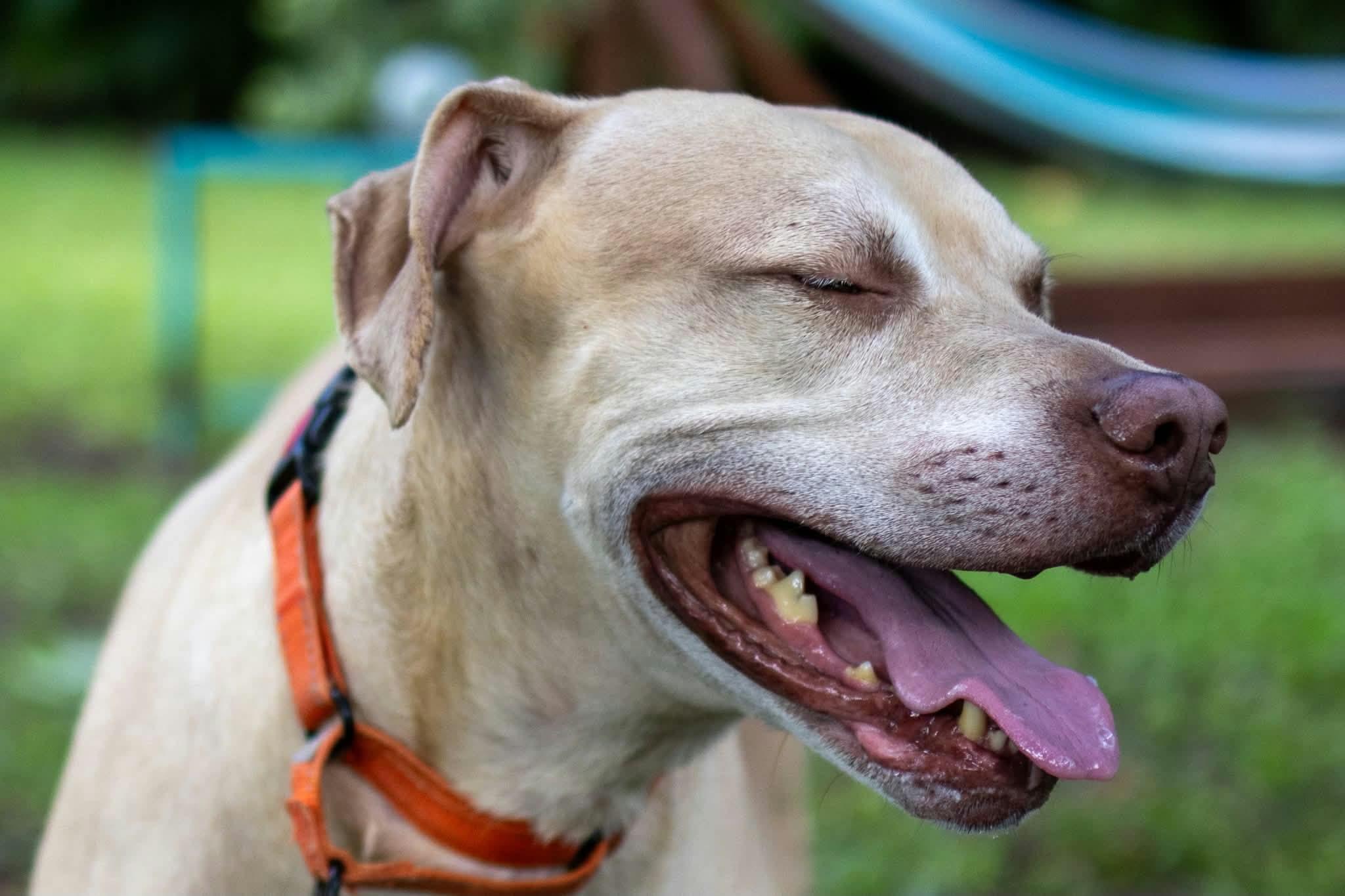 Enlarge Ranger, a Adoptable mixed breed in Lake Worth, FL image 6/6