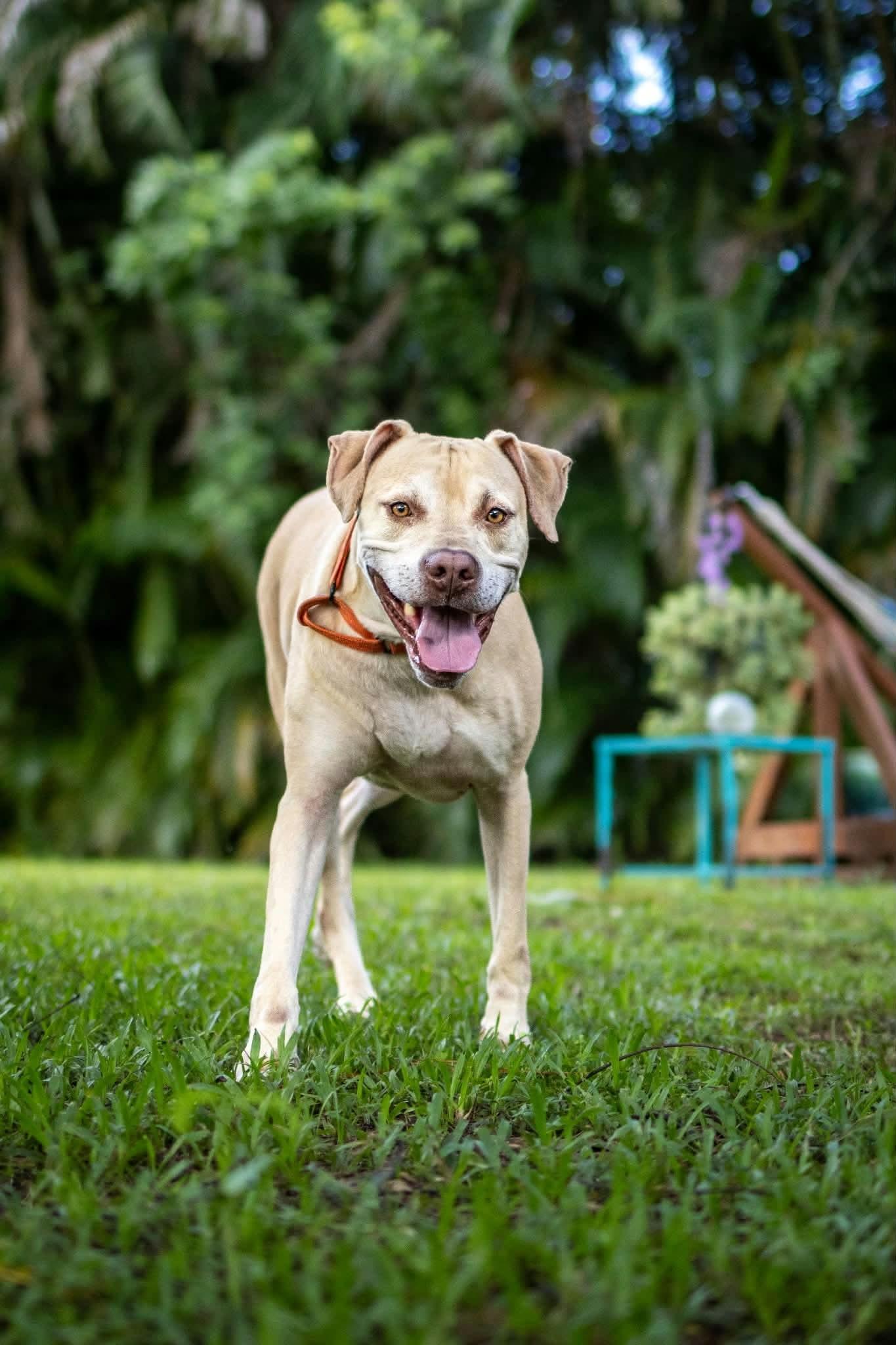 Enlarge Ranger, a Adoptable mixed breed in Lake Worth, FL image 2/6