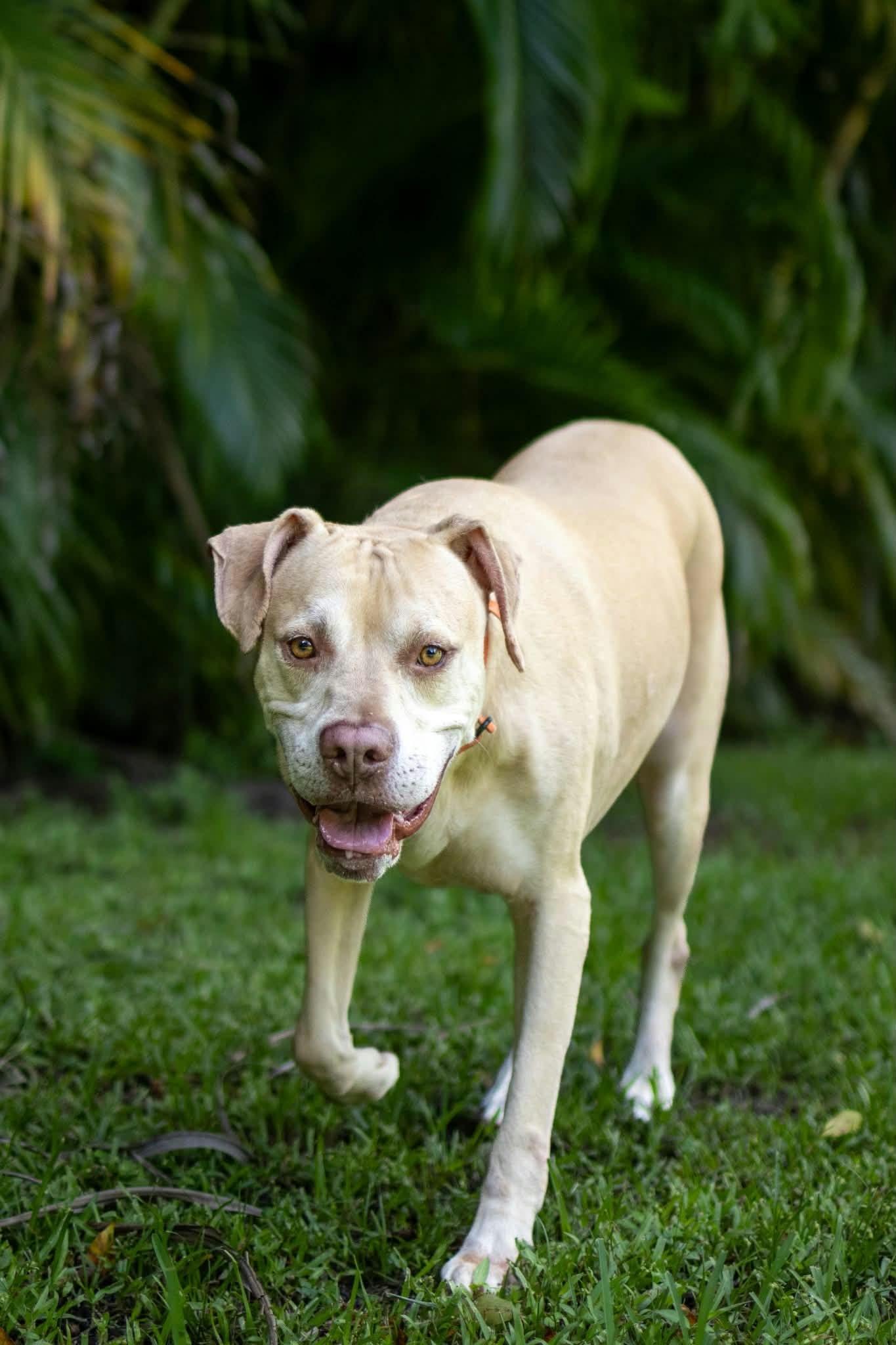 Enlarge Ranger, a Adoptable mixed breed in Lake Worth, FL image 5/6