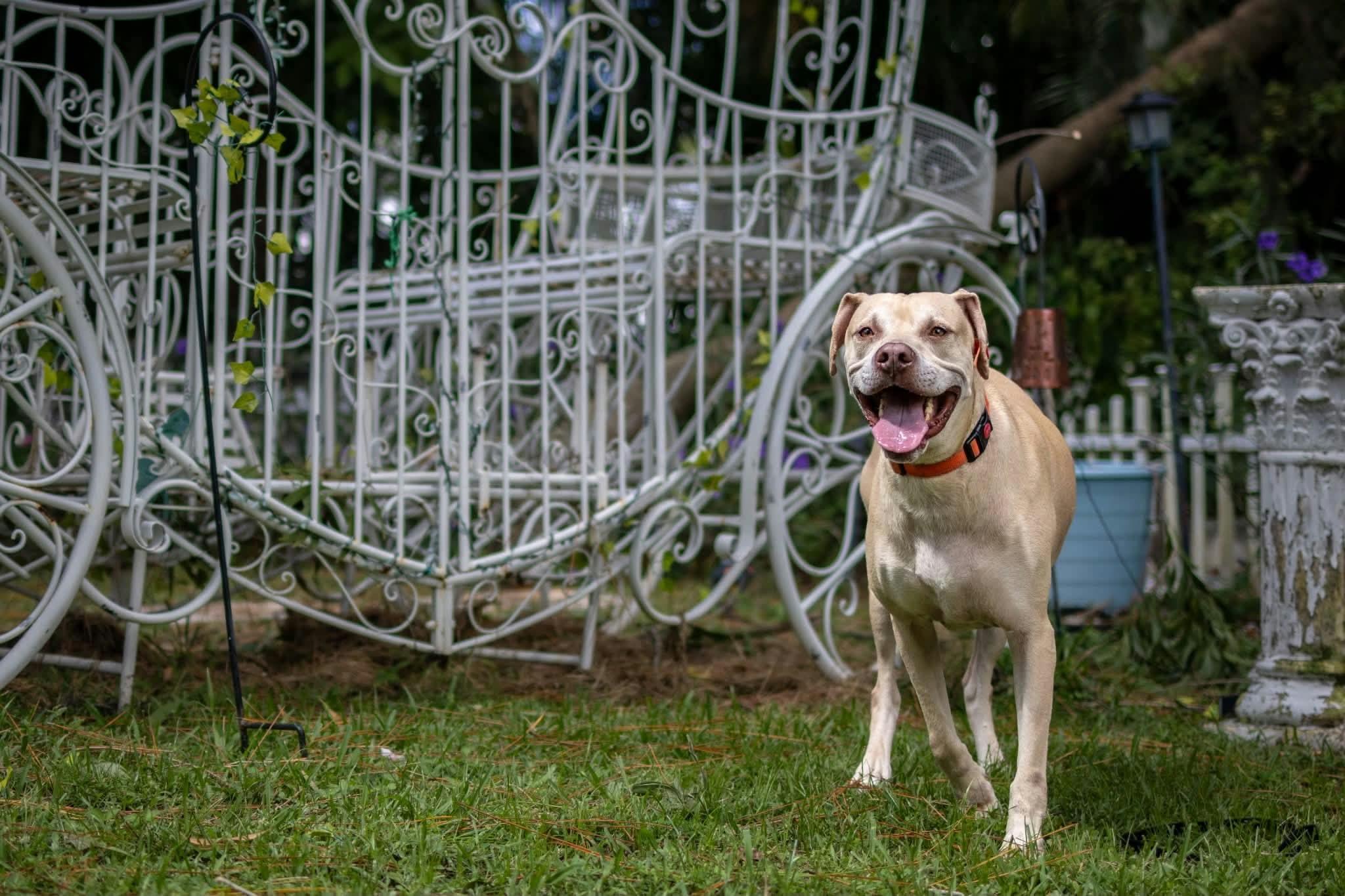 Enlarge Ranger, a Adoptable mixed breed in Lake Worth, FL image 4/6