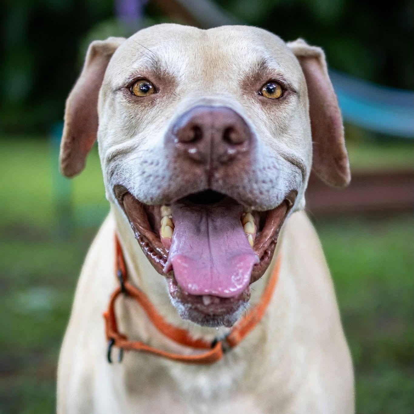 Enlarge Ranger, a Adoptable mixed breed in Lake Worth, FL image 1/6