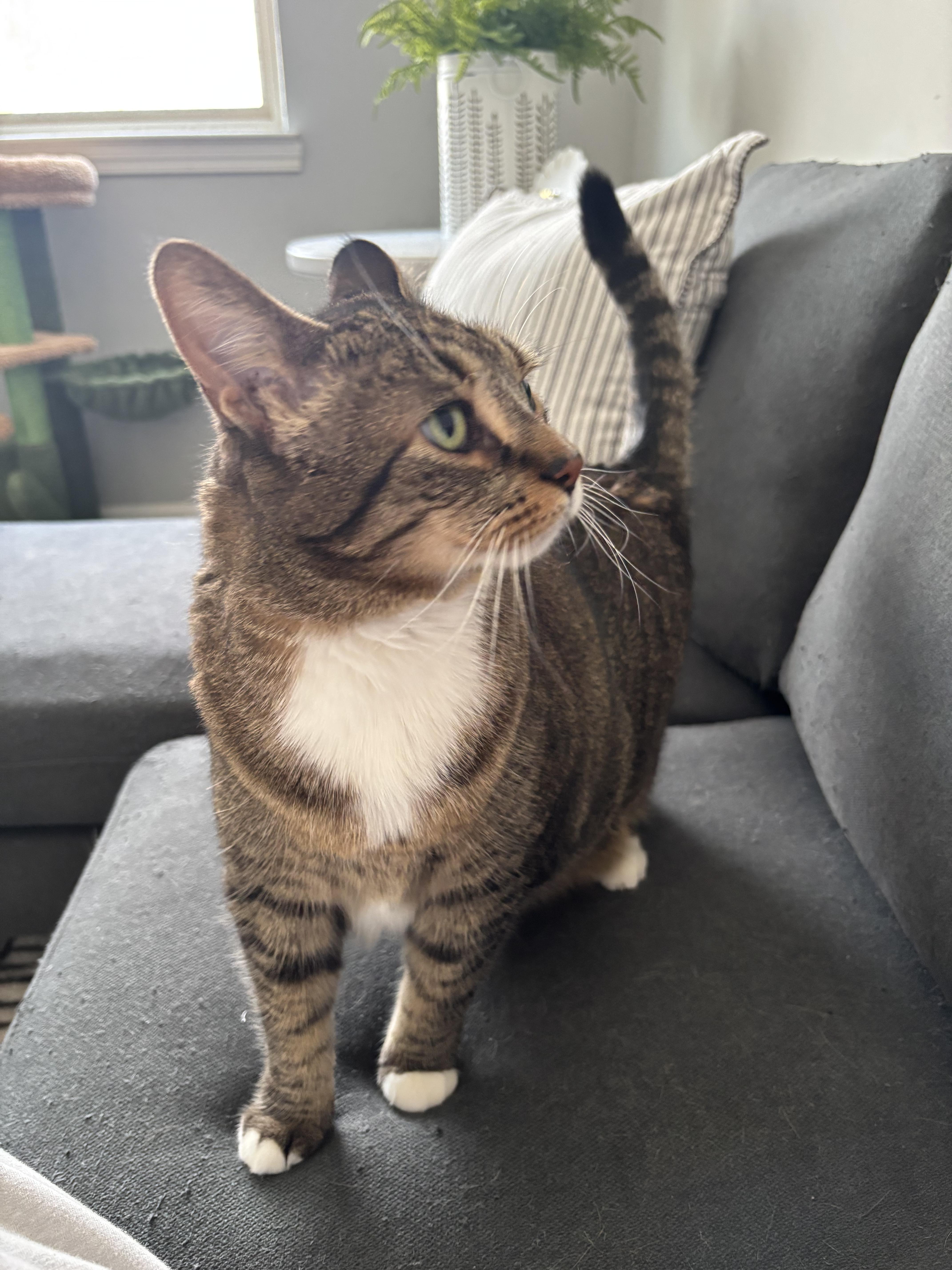 Enlarge Lucy, a ADOPTABLE mixed breed in Macomb, MI image 3/3