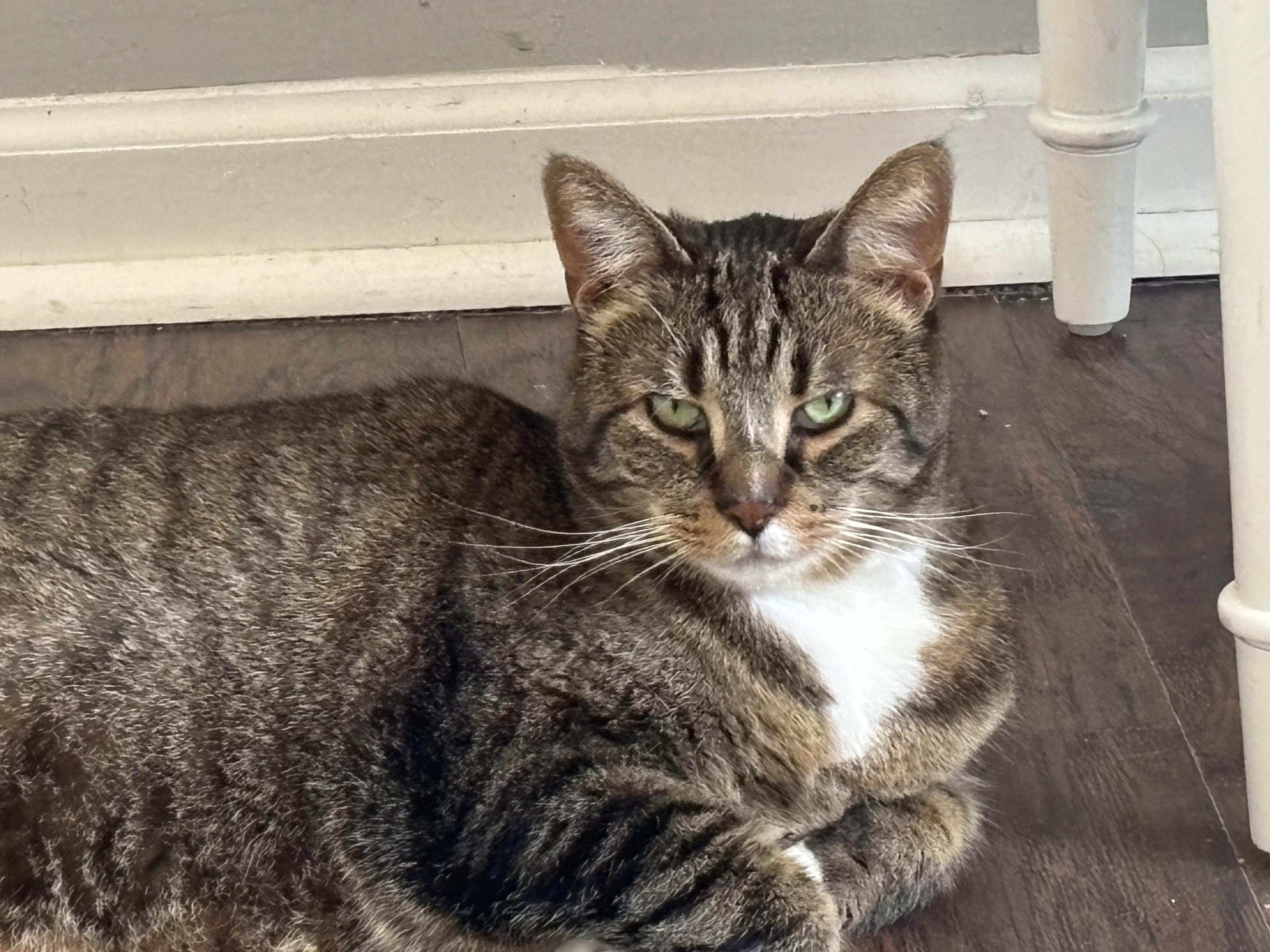 Lucy, ADOPTABLE, Adult Female Bengal.