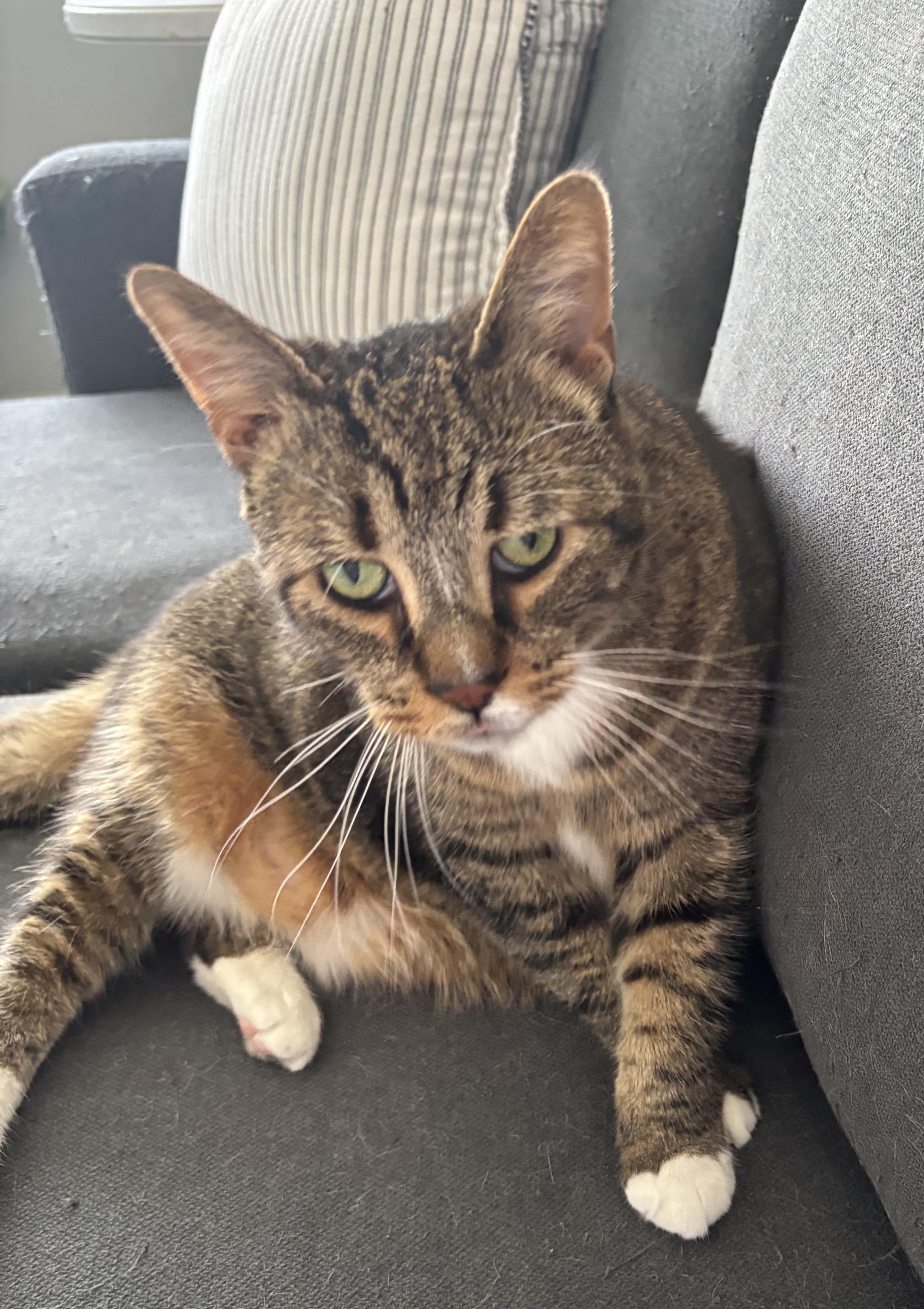 Enlarge Lucy, a ADOPTABLE mixed breed in Macomb, MI image 2/3