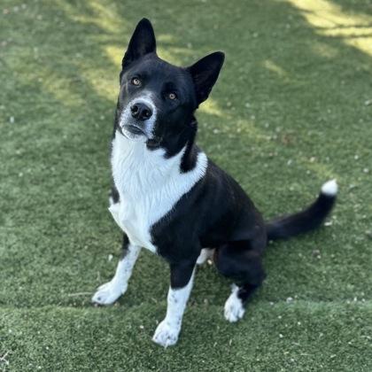 Enlarge Bosco, a ADOPTABLE mixed breed in Red Bluff, CA image 2/3