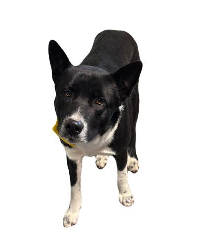 Enlarge Bosco, a ADOPTABLE mixed breed in Red Bluff, CA image 3/3