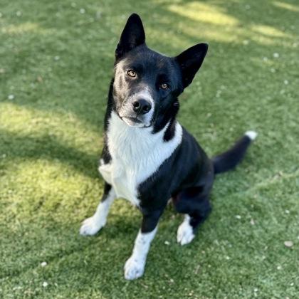 Enlarge Bosco, a ADOPTABLE mixed breed in Red Bluff, CA image 1/3