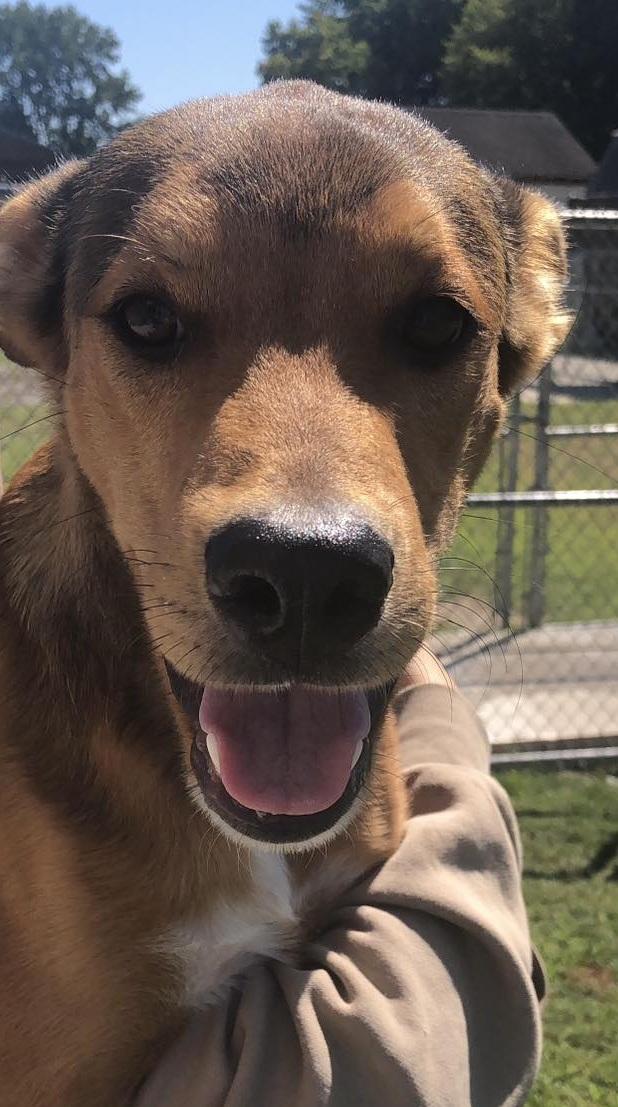 Enlarge Copper, a Adoptable mixed breed in Macclesfield, NC image 2/2