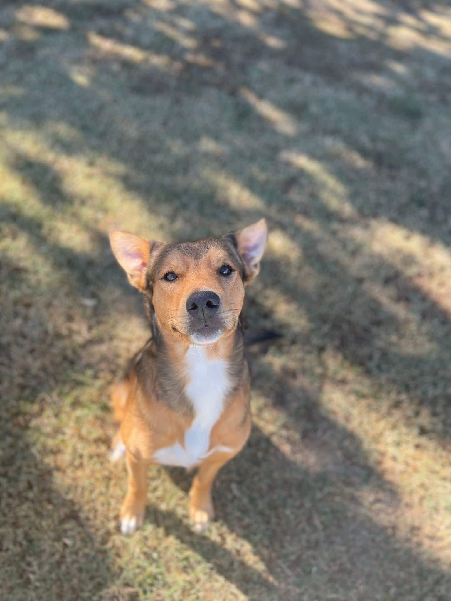 Enlarge Copper, a Adoptable mixed breed in Macclesfield, NC image 1/2