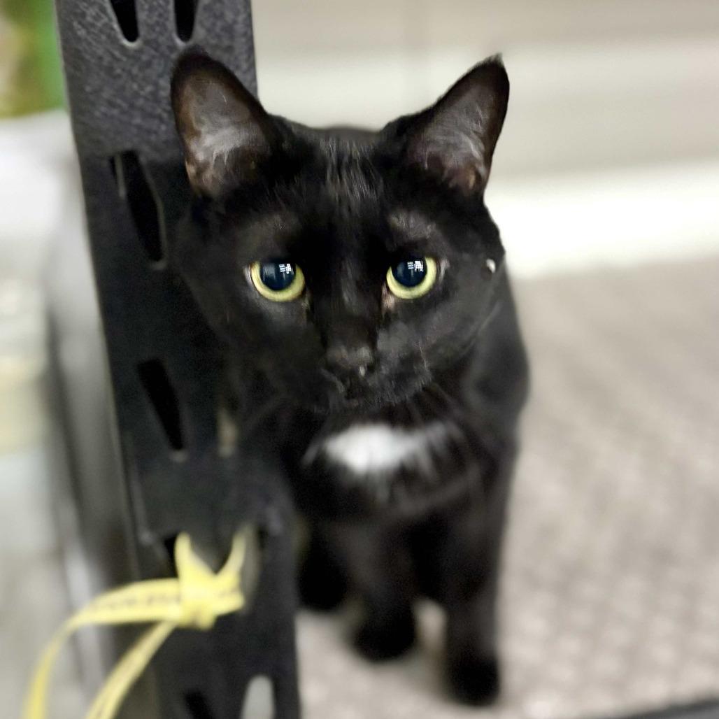 Enlarge Midnight, a Adoptable Domestic Short Hair in Blackfoot, ID image 1/1