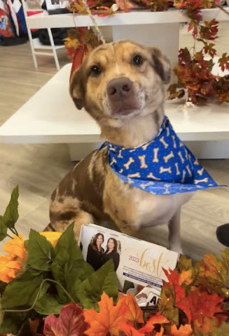Prada, a Adopted Catahoula Leopard Dog in Smyrna, GA image 1/4