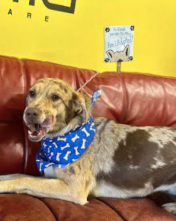 Prada, a Adopted Catahoula Leopard Dog in Smyrna, GA image 2/4