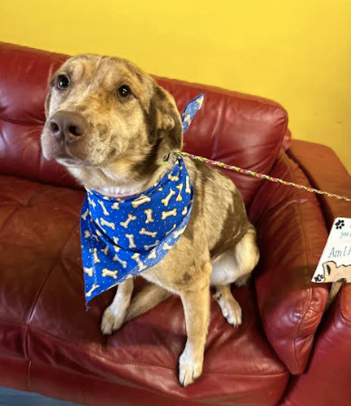 Prada, a Adopted Catahoula Leopard Dog in Smyrna, GA image 3/4