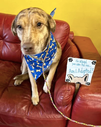 Prada, a Adopted Catahoula Leopard Dog in Smyrna, GA image 4/4