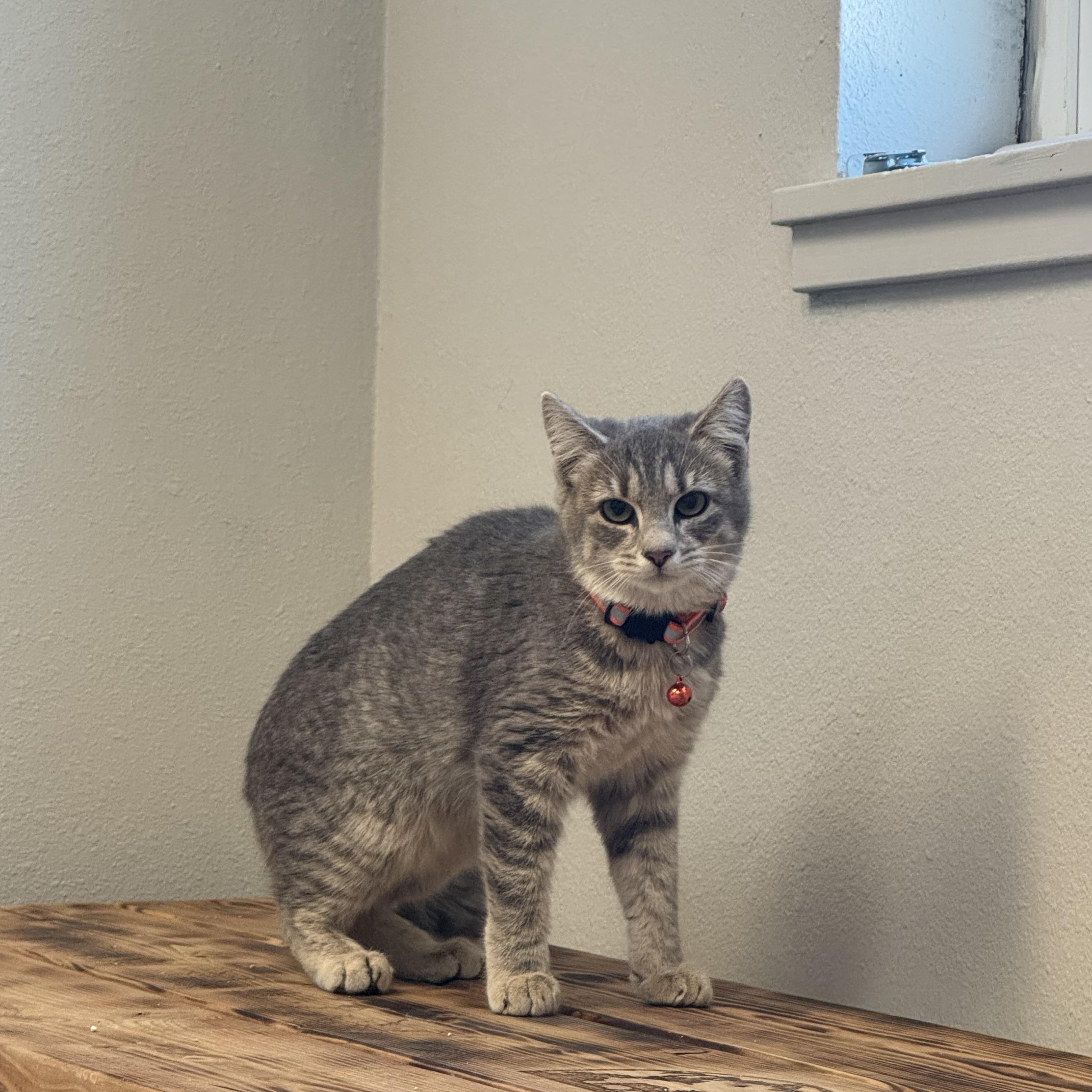 Mila, an adoptable Domestic Short Hair in La Grande, OR, 97850 | Photo Image 3