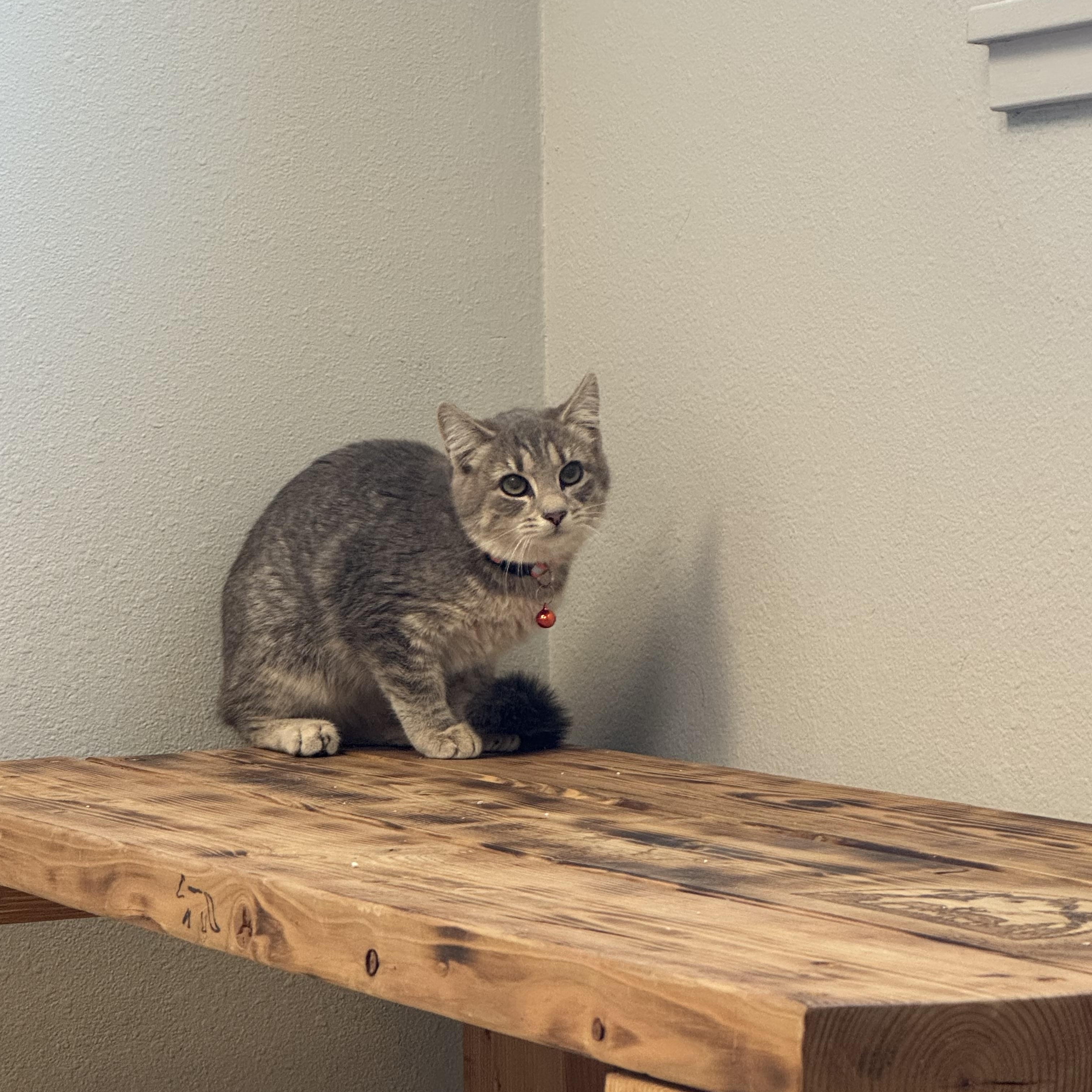 Mila, an adoptable Domestic Short Hair in La Grande, OR, 97850 | Photo Image 1