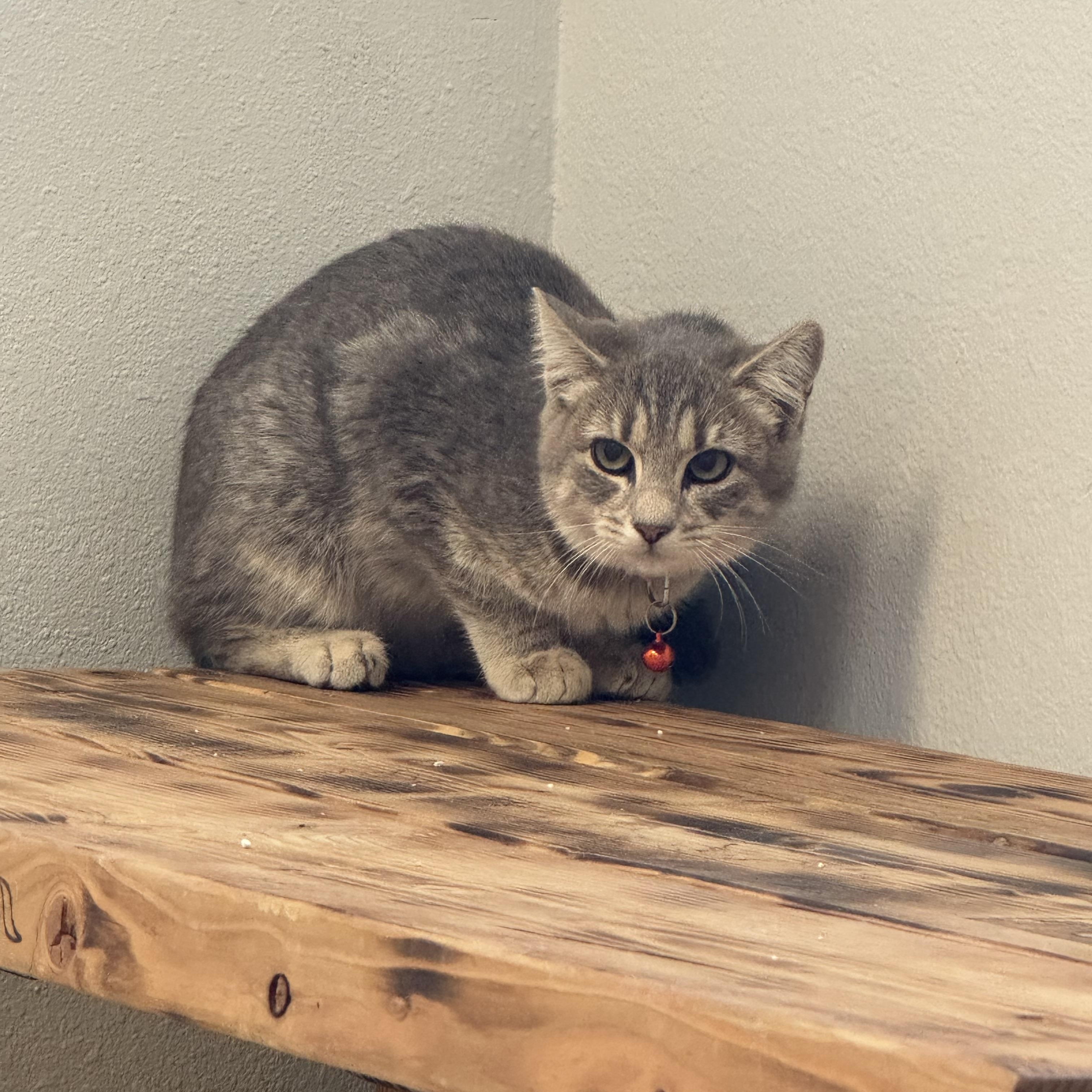 Mila, an adoptable Domestic Short Hair in La Grande, OR, 97850 | Photo Image 2