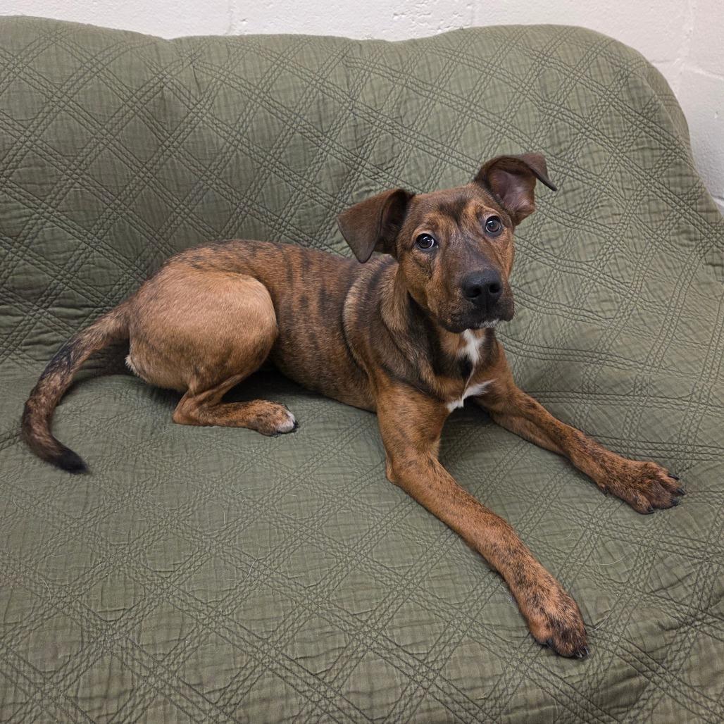 Zag, a Adoptable mixed breed in Pontiac, IL image 1/6