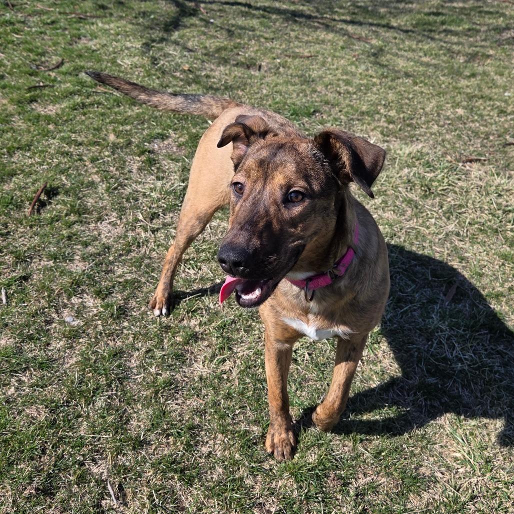 Enlarge Zag, a Adoptable mixed breed in Pontiac, IL image 1/6
