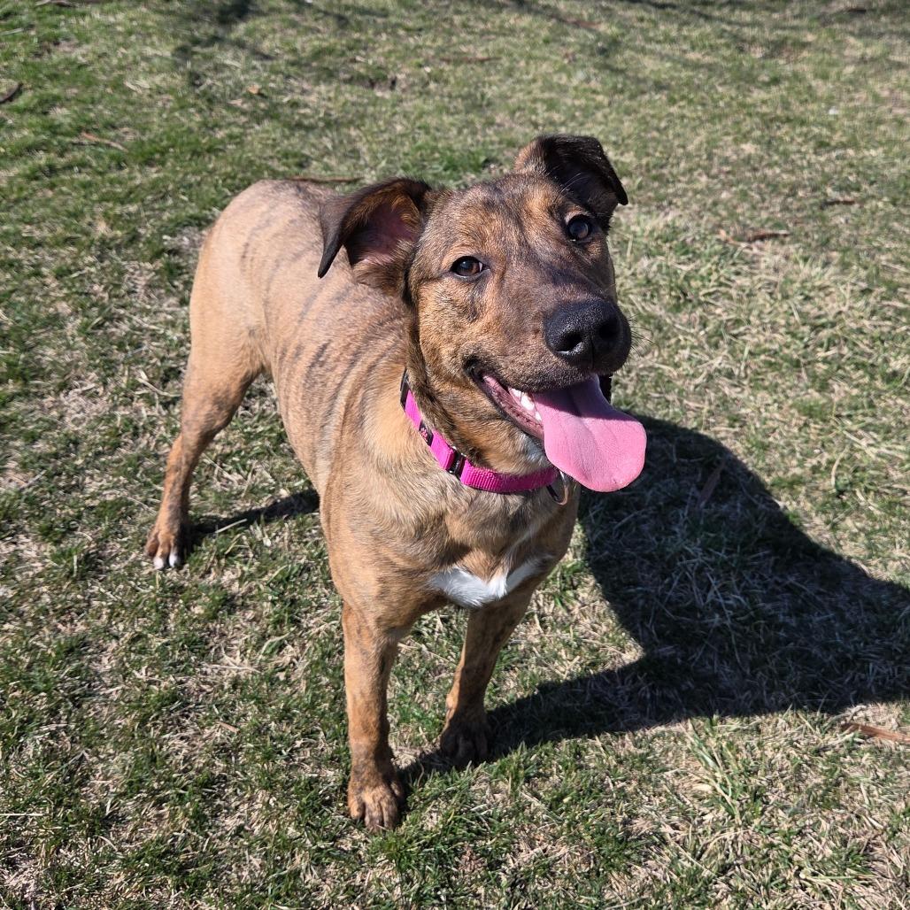Enlarge Zag, a Adoptable mixed breed in Pontiac, IL image 2/6