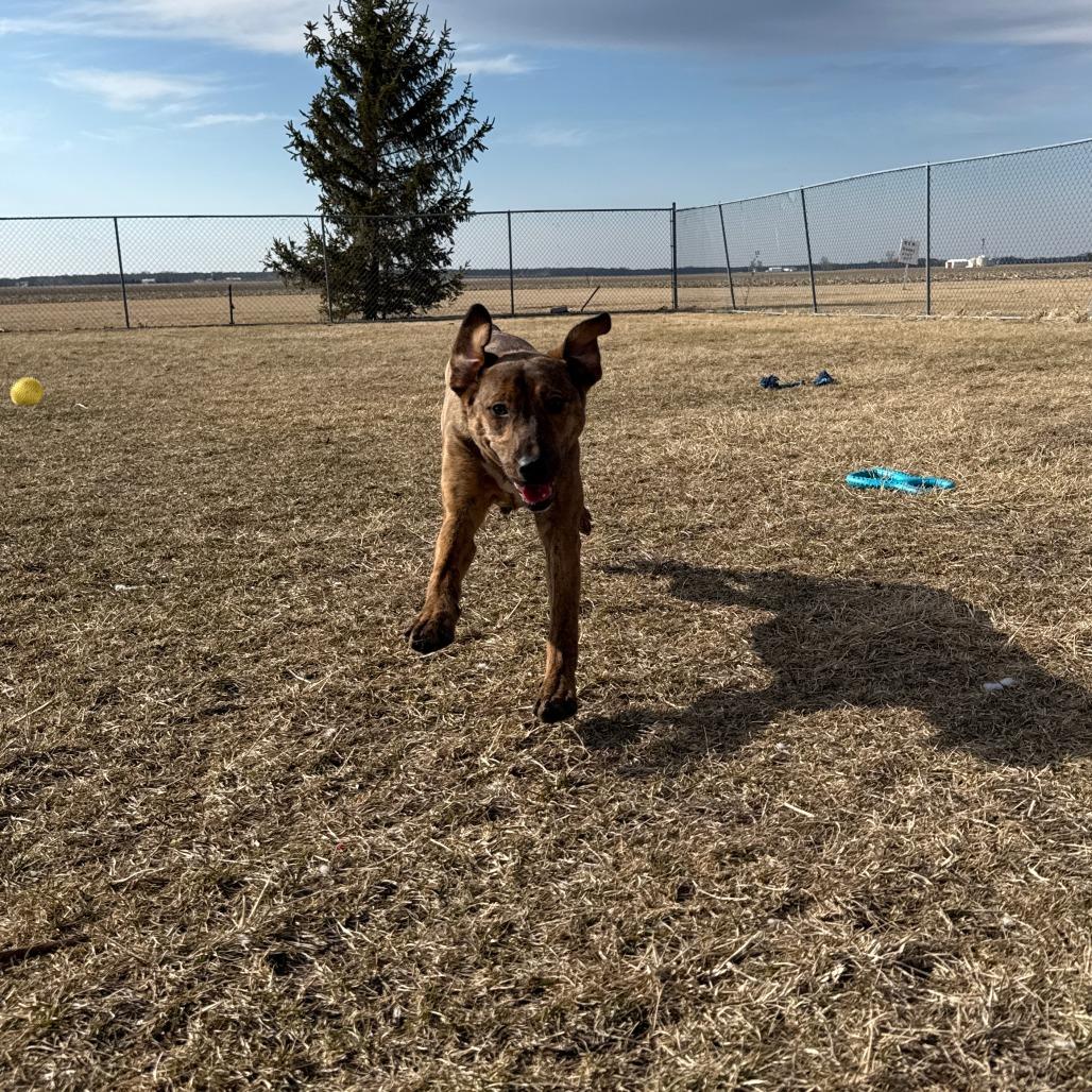 Enlarge Zag, a Adoptable mixed breed in Pontiac, IL image 3/6