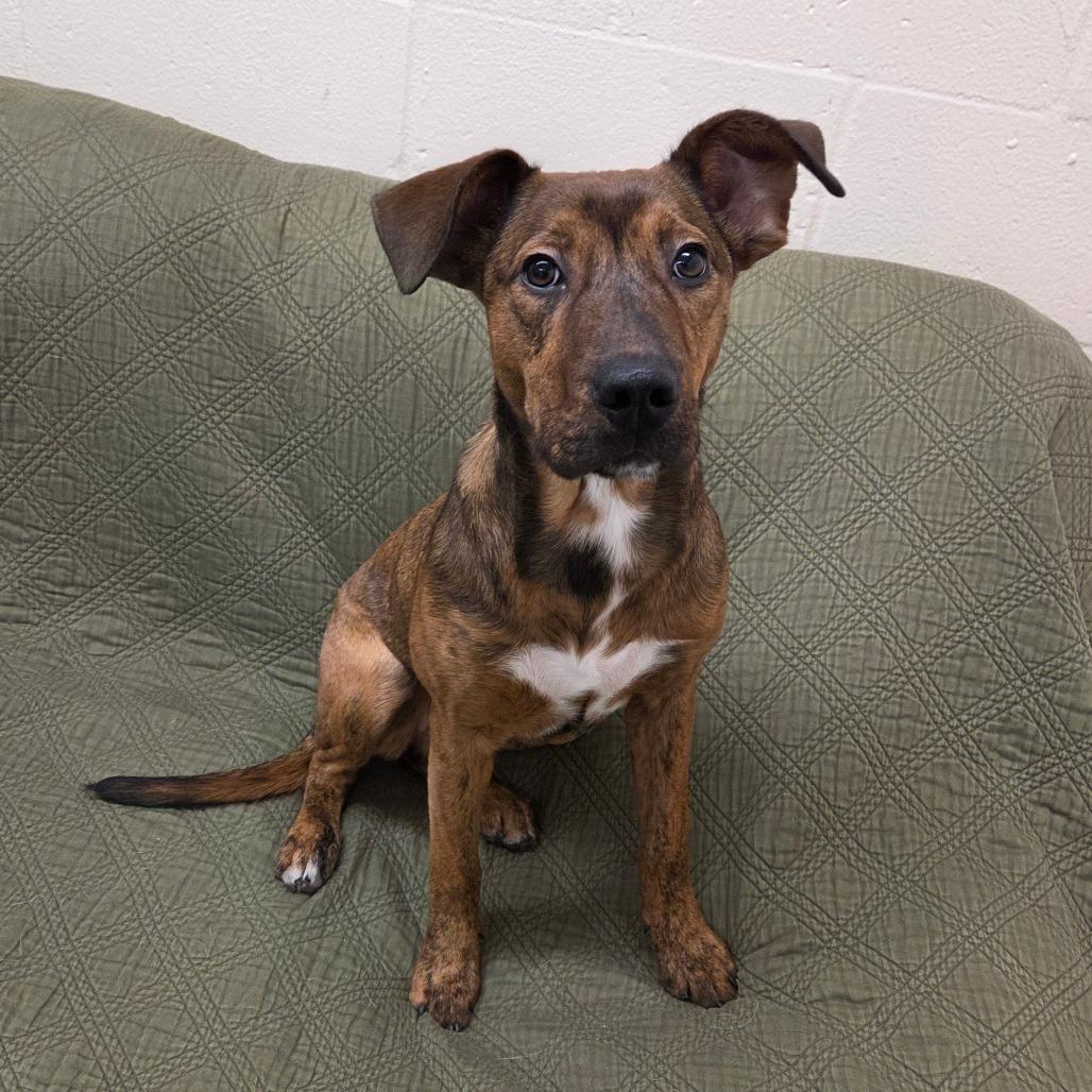 Zag, a Adoptable mixed breed in Pontiac, IL image 2/6