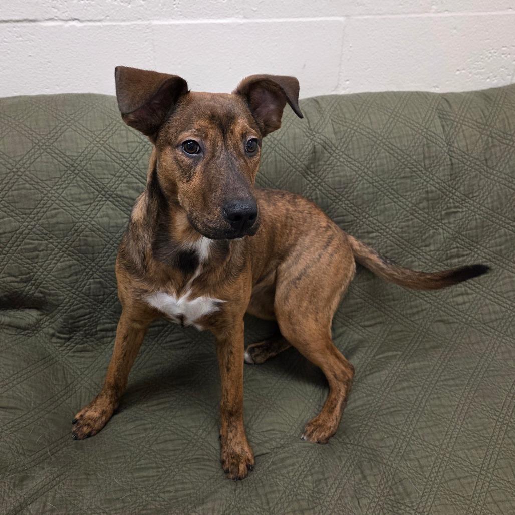 Zag, a Adoptable mixed breed in Pontiac, IL image 3/6