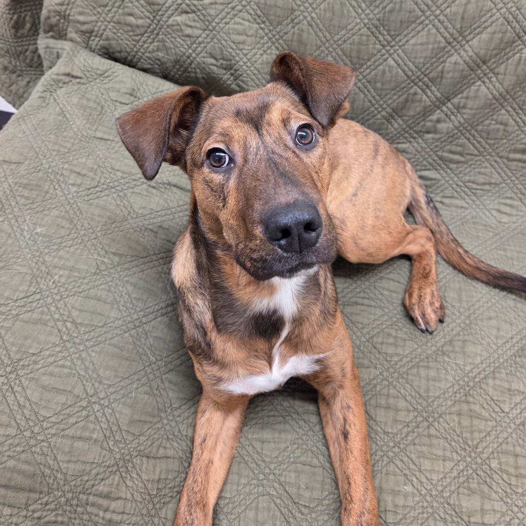 Enlarge Zag, a Adoptable mixed breed in Pontiac, IL image 4/6