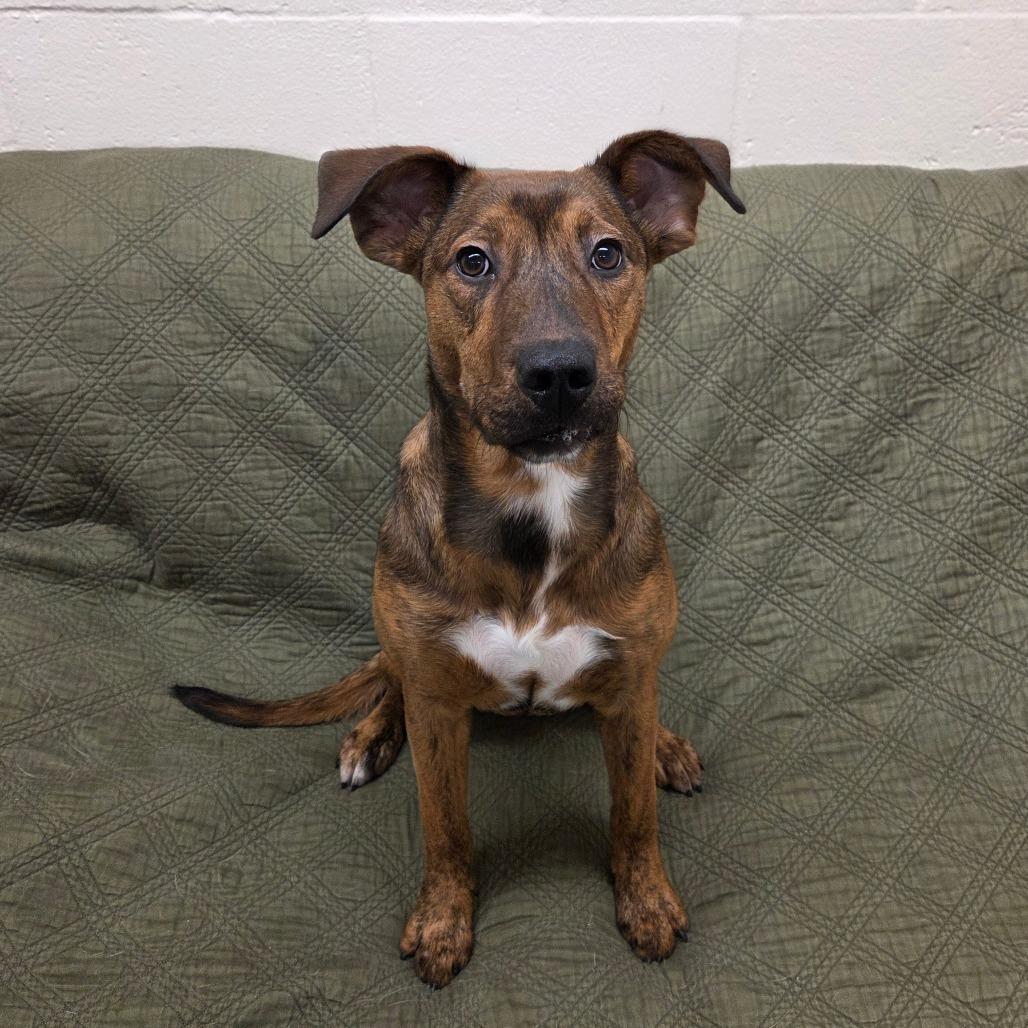 Zag, a Adoptable mixed breed in Pontiac, IL image 4/6