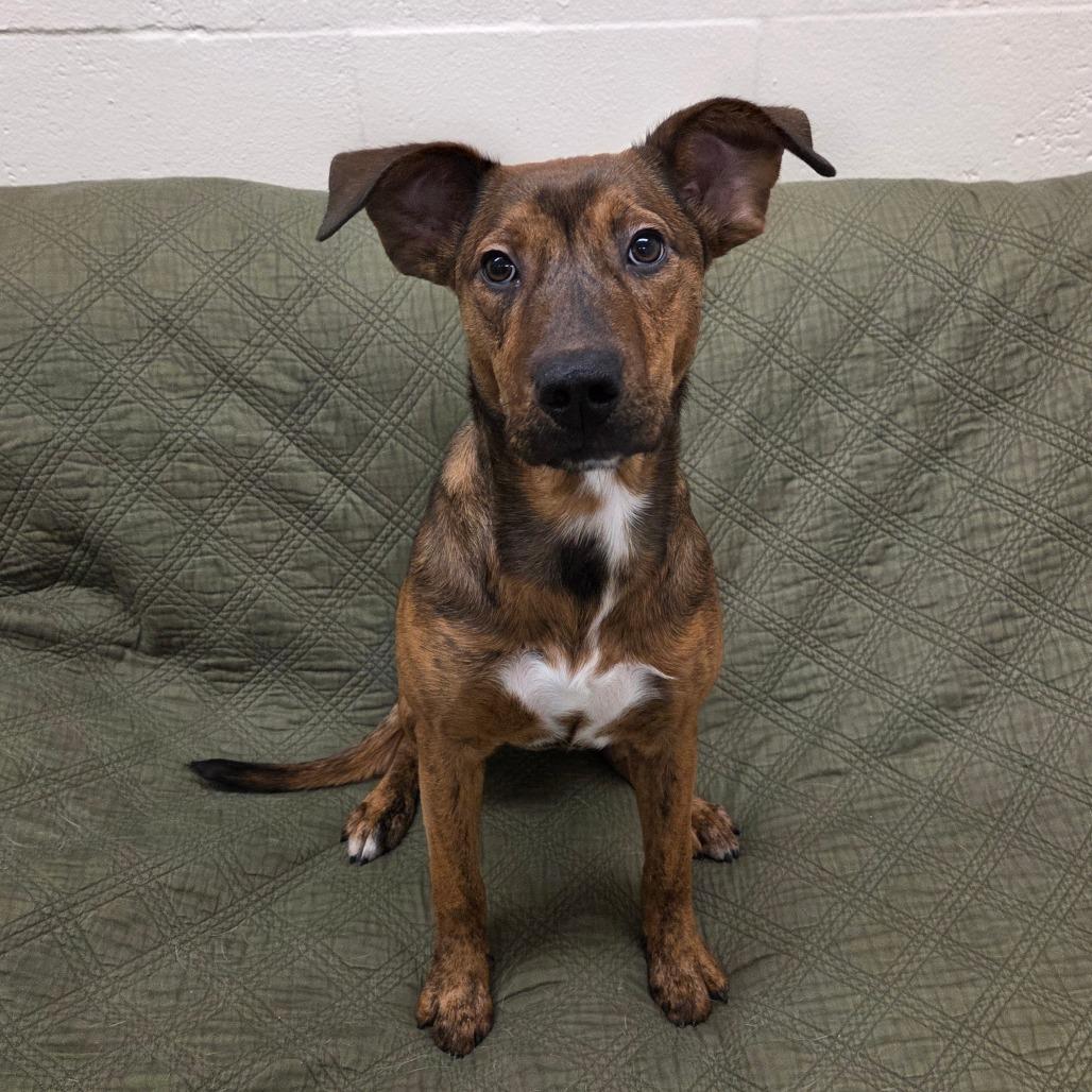 Zag, a Adoptable mixed breed in Pontiac, IL image 5/6